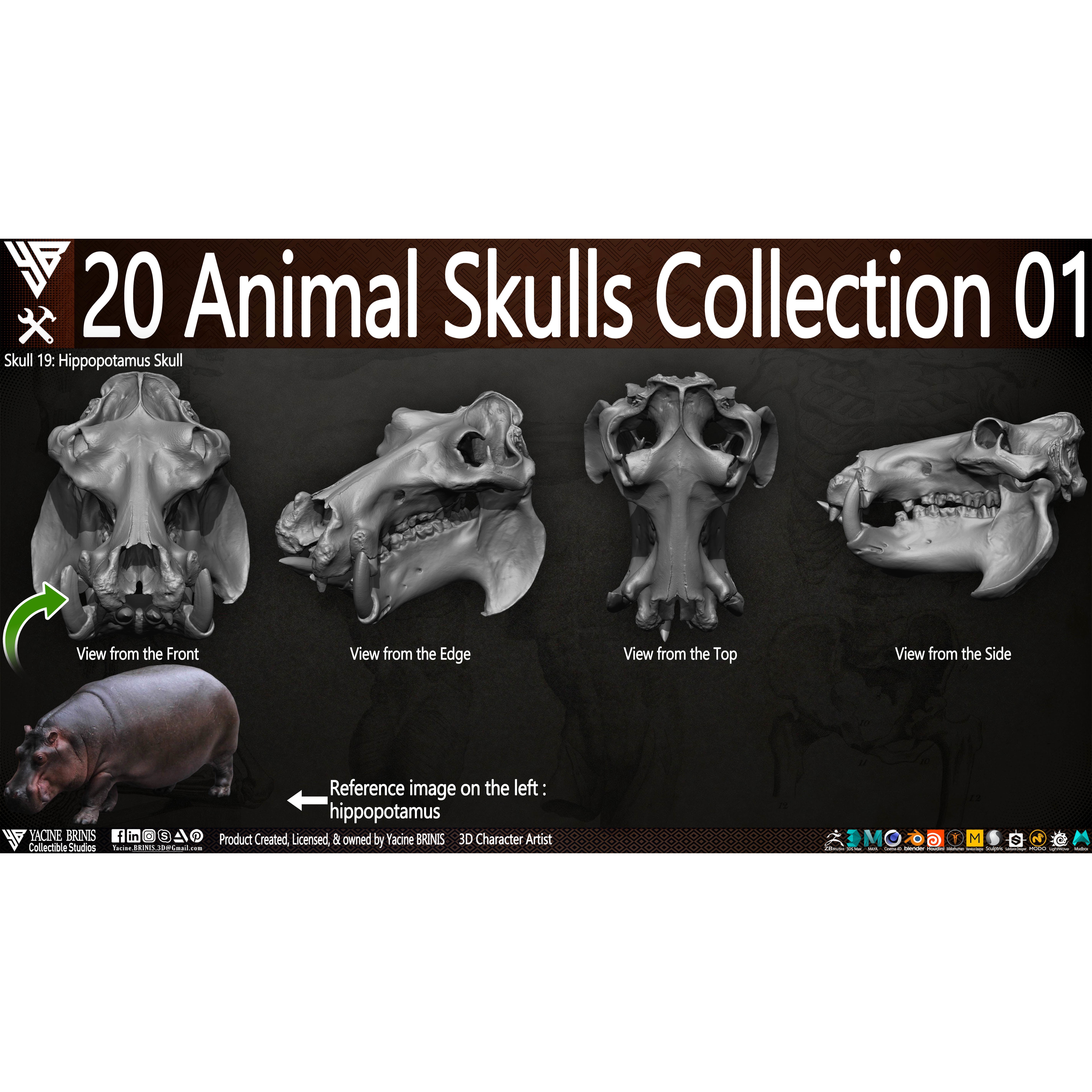 20 Animal Skulls Collection - Low-Poly Game-Ready 3D Model - View 4