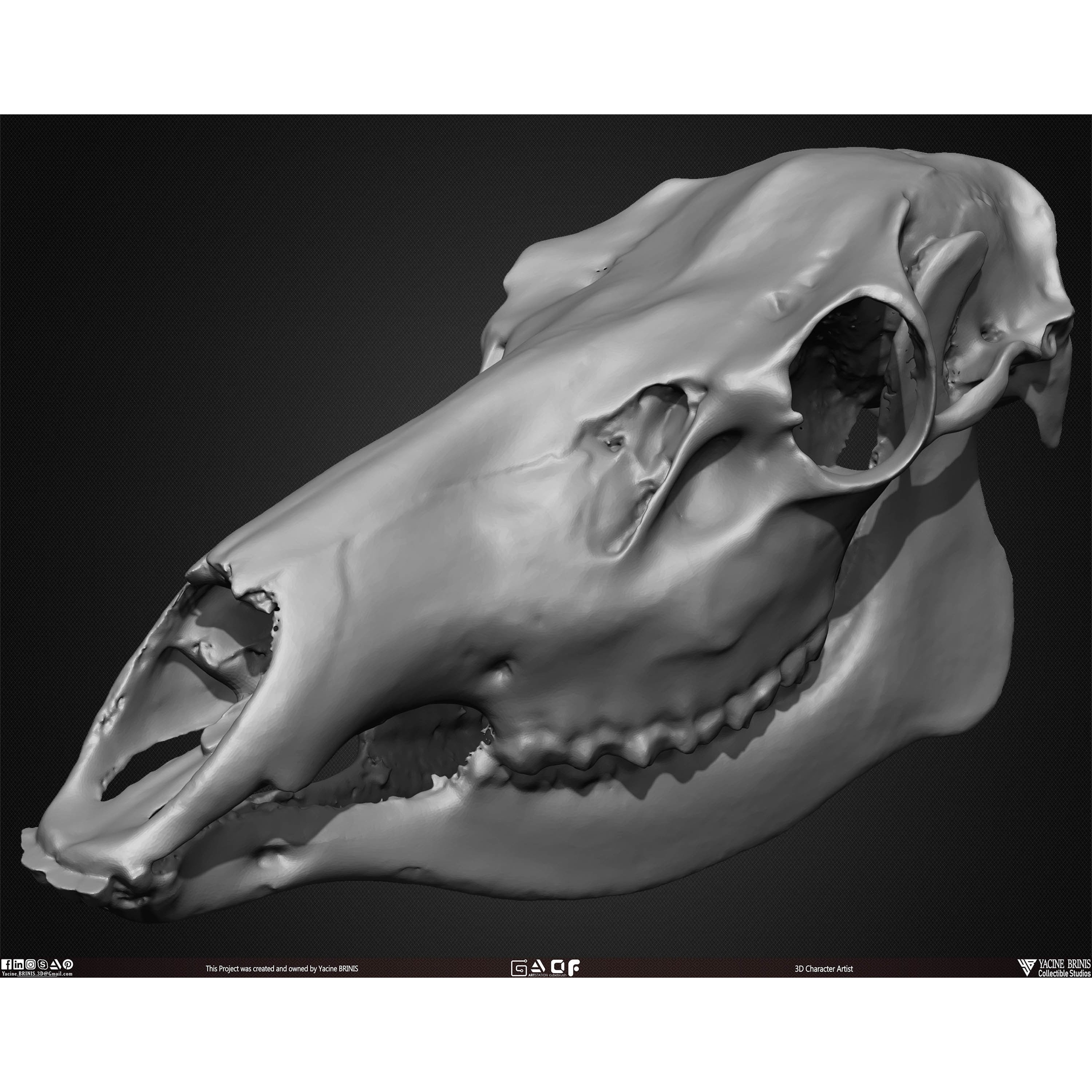 20 Animal Skulls Collection - Low-Poly Game-Ready 3D Model - View 40