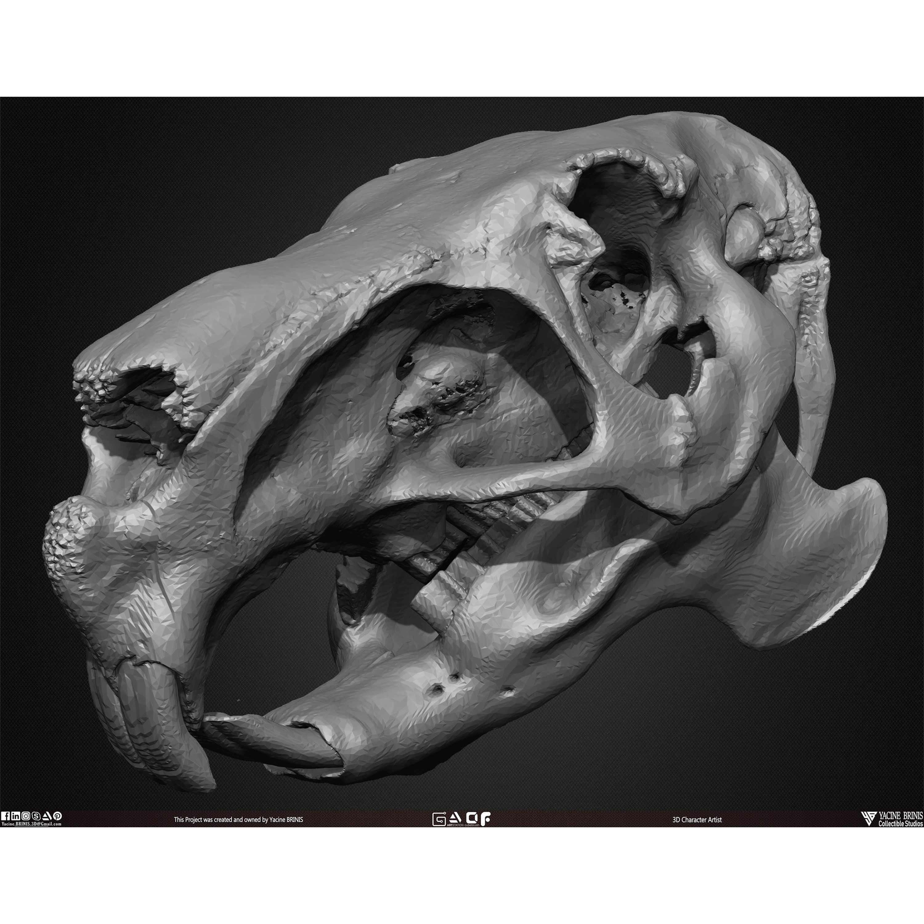 20 Animal Skulls Collection - Low-Poly Game-Ready 3D Model - View 41