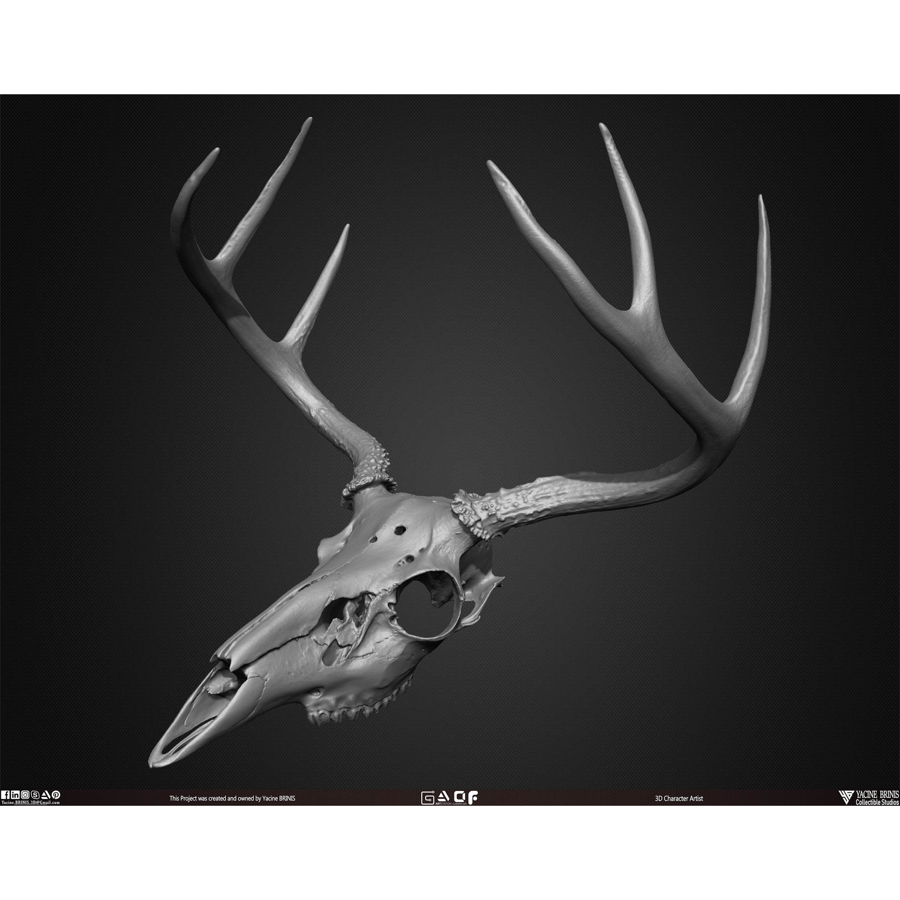 20 Animal Skulls Collection - Low-Poly Game-Ready 3D Model - View 43