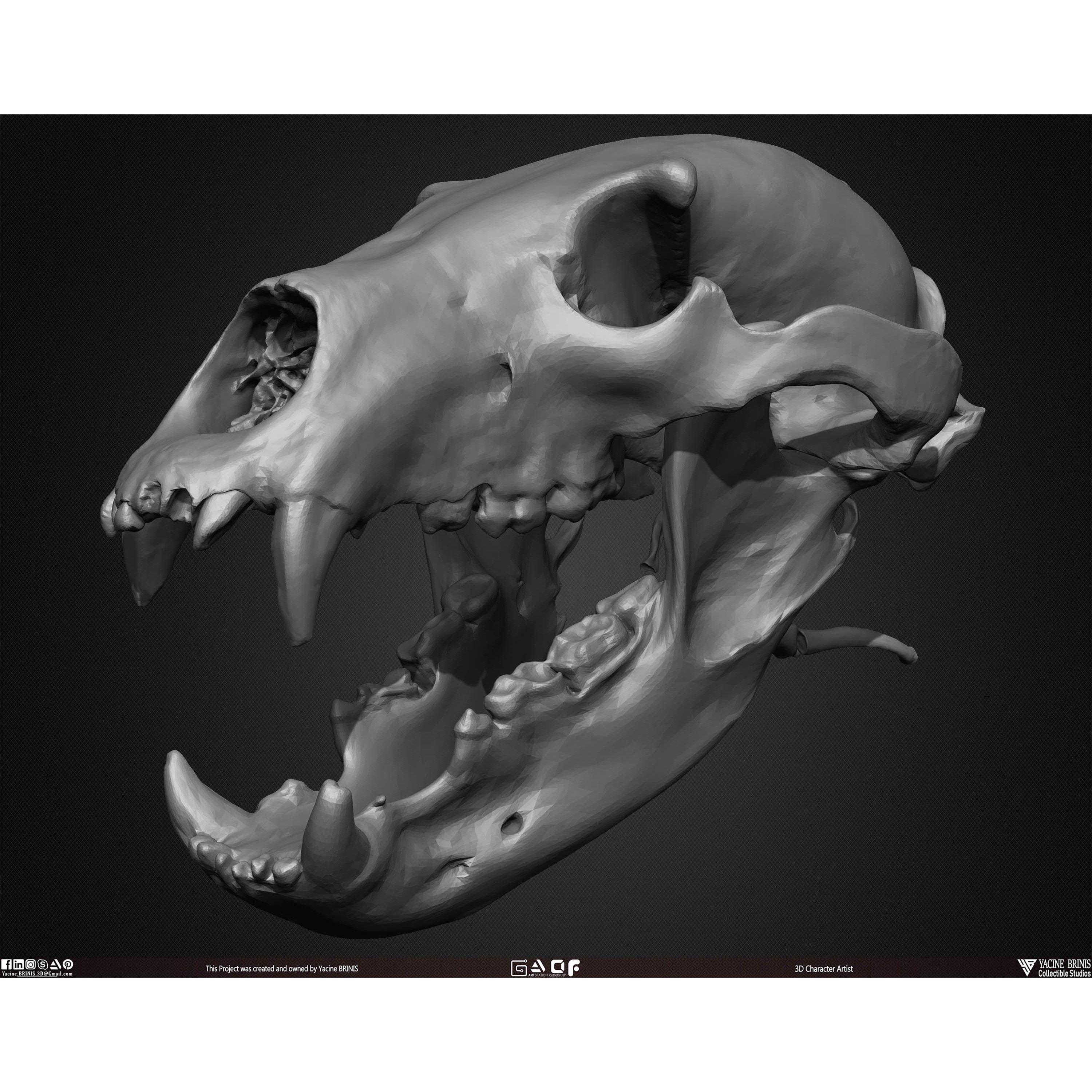 20 Animal Skulls Collection - Low-Poly Game-Ready 3D Model - View 45