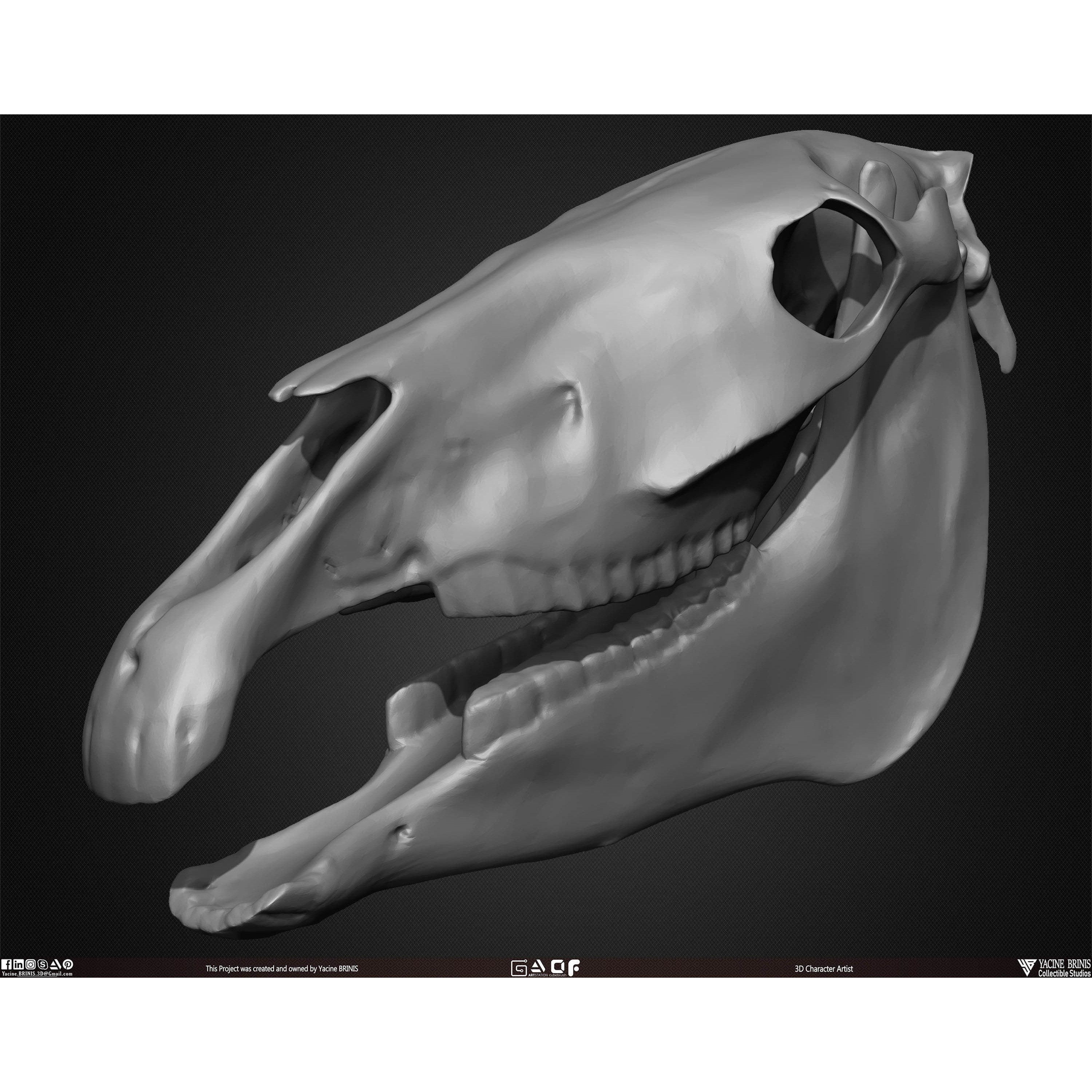 20 Animal Skulls Collection - Low-Poly Game-Ready 3D Model - View 47