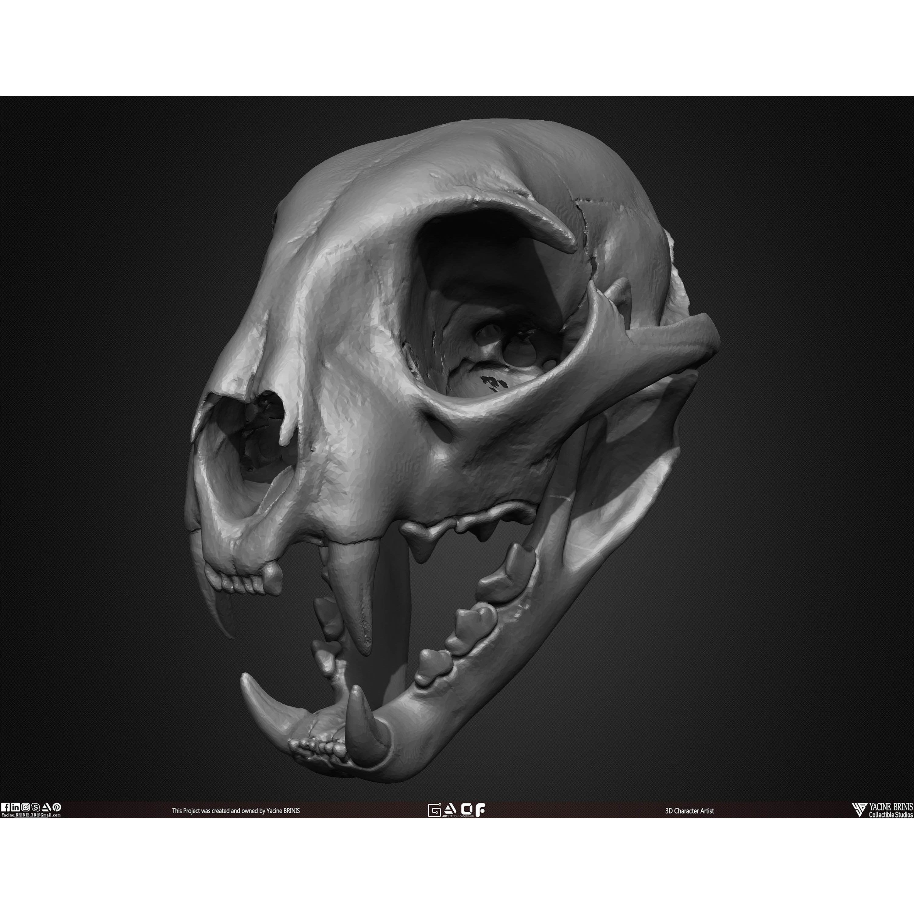20 Animal Skulls Collection - Low-Poly Game-Ready 3D Model - View 49
