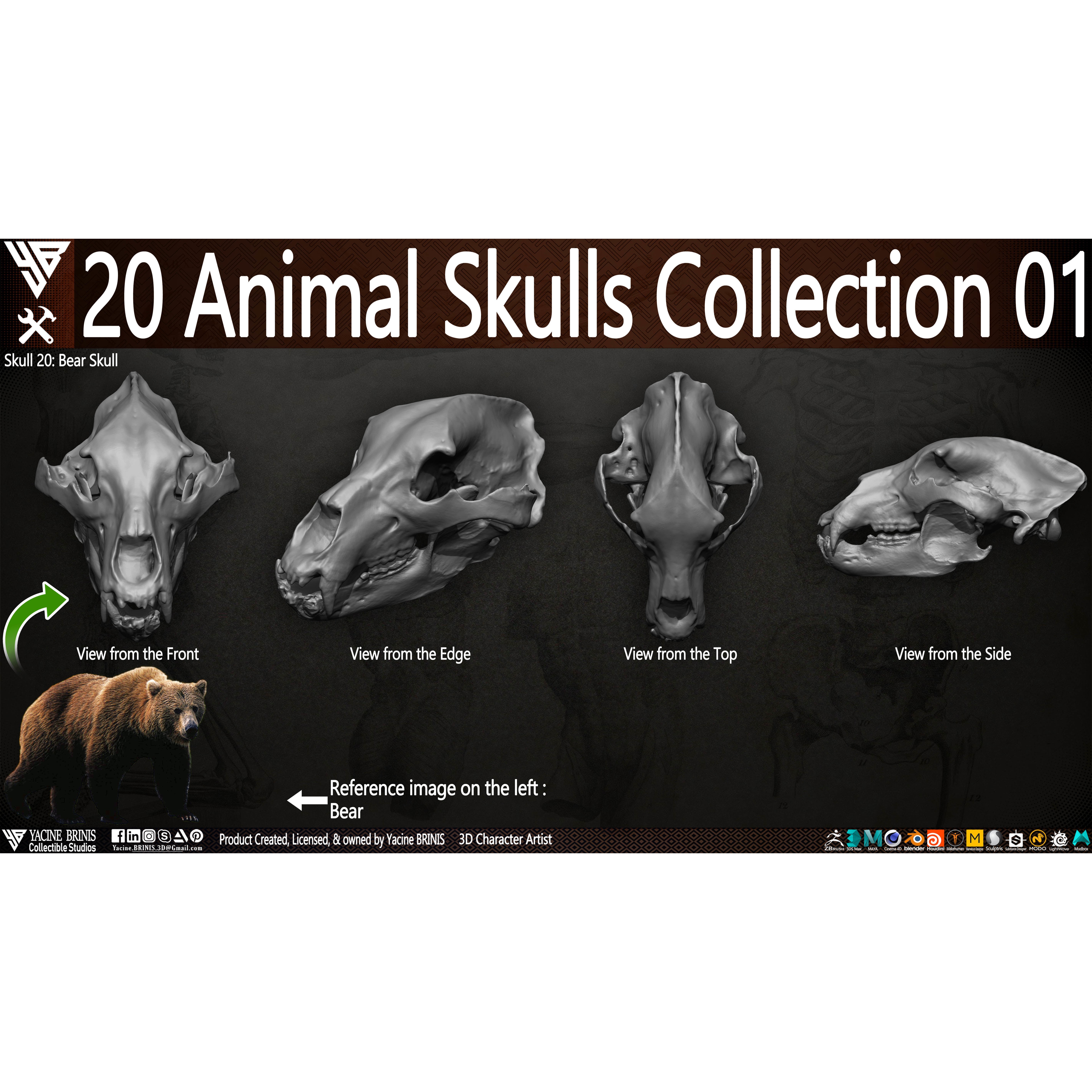 20 Animal Skulls Collection - Low-Poly Game-Ready 3D Model - View 5