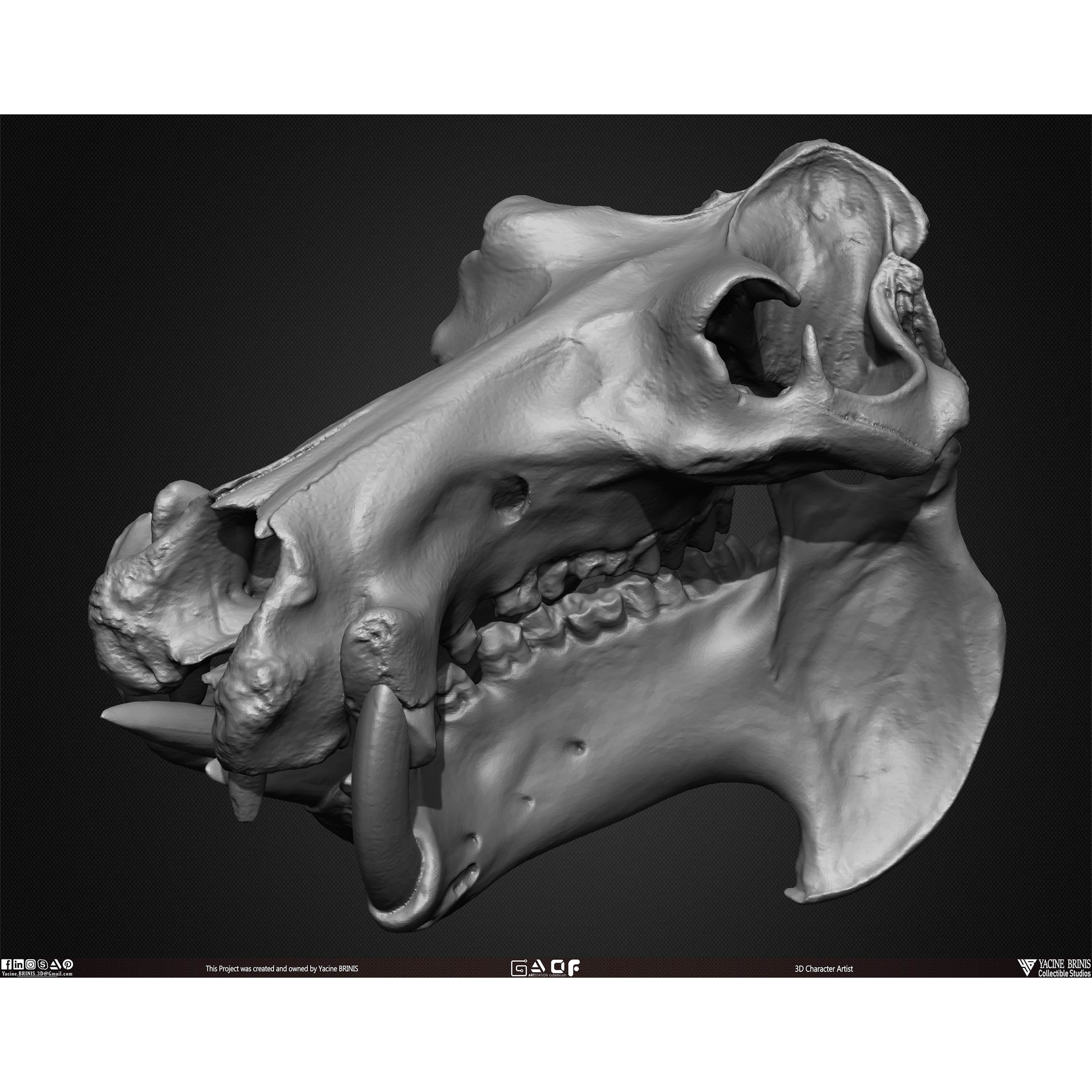 20 Animal Skulls Collection - Low-Poly Game-Ready 3D Model - View 50