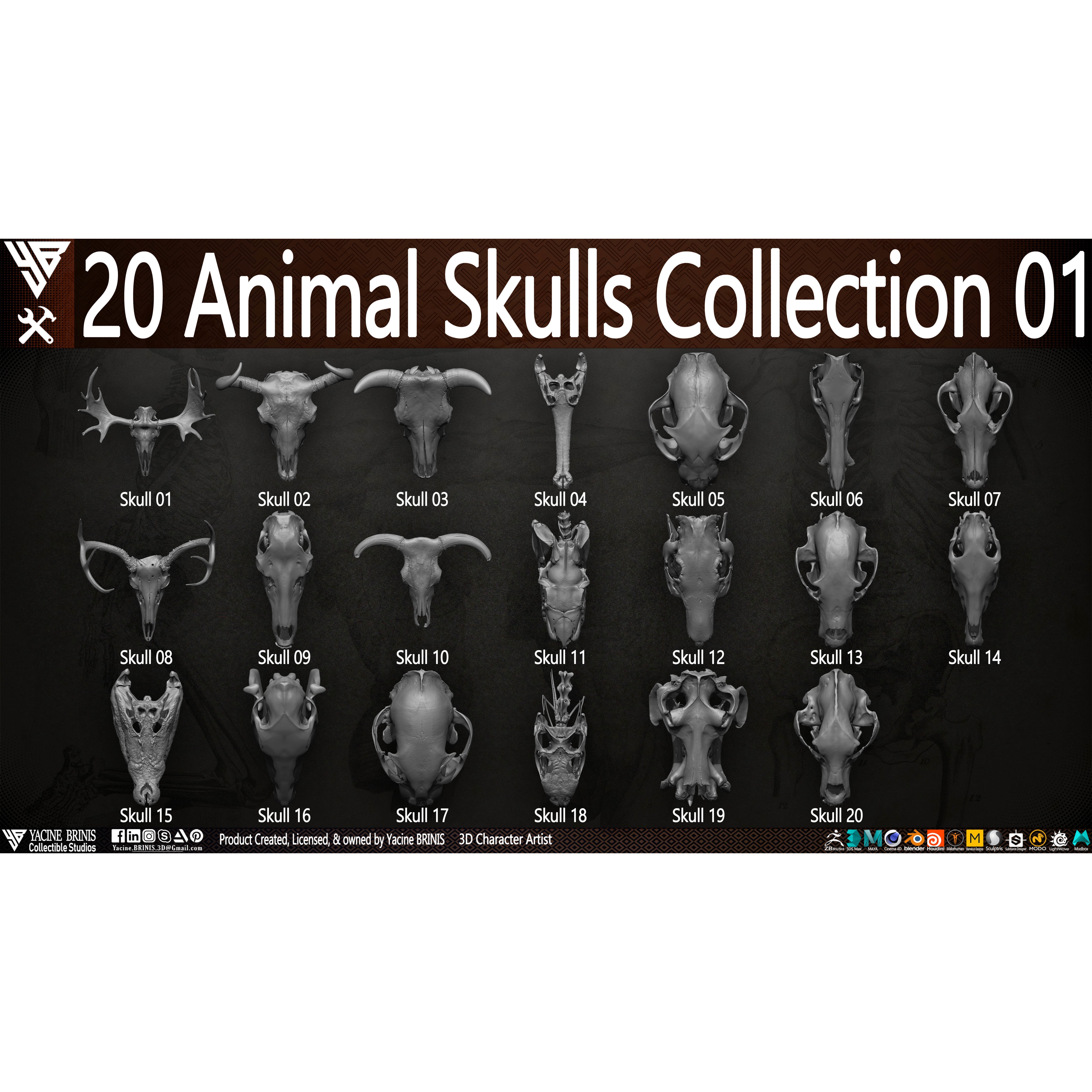 20 Animal Skulls Collection - Low-Poly Game-Ready 3D Model - View 7