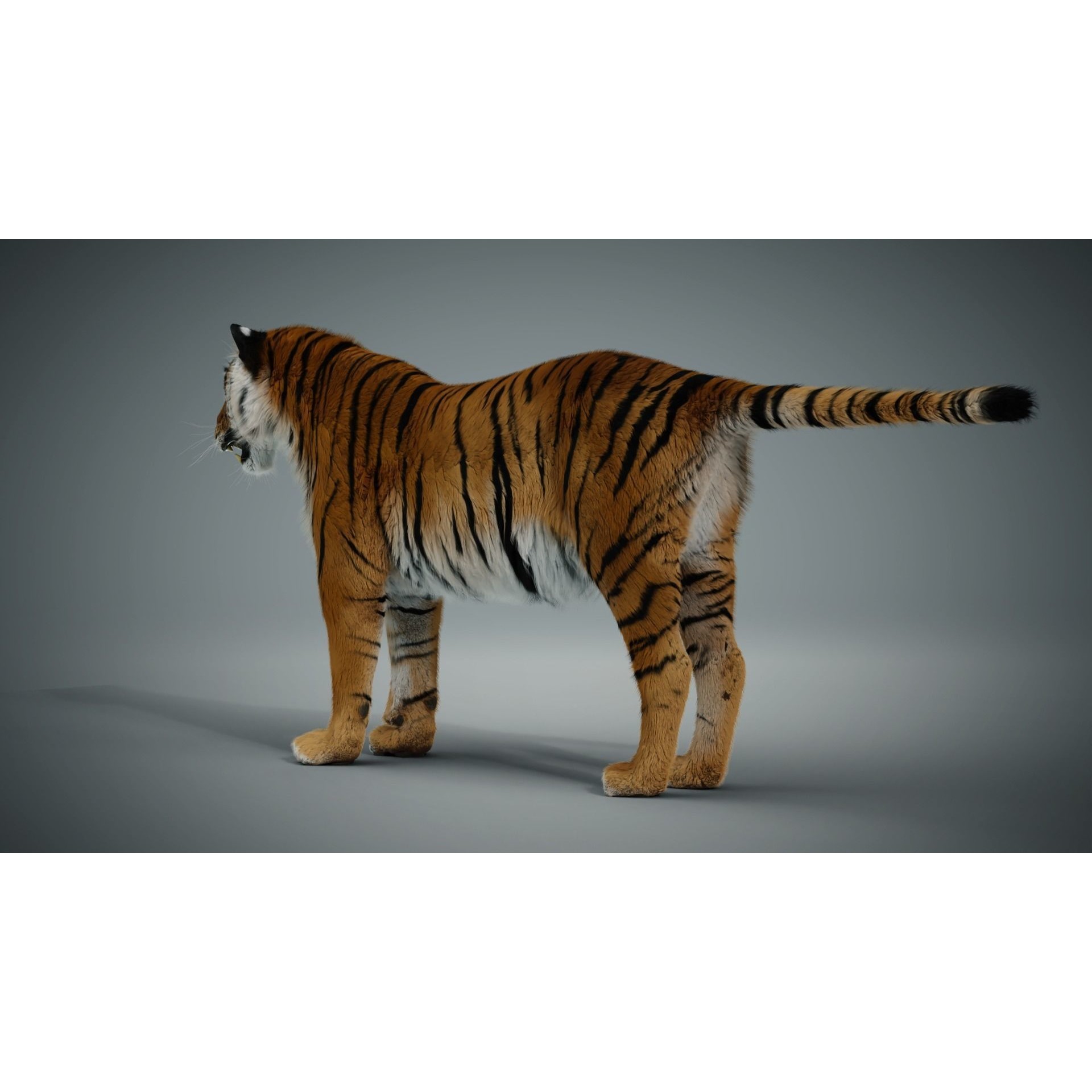 Siberian Tiger - Game-Ready 3D Model - View 10