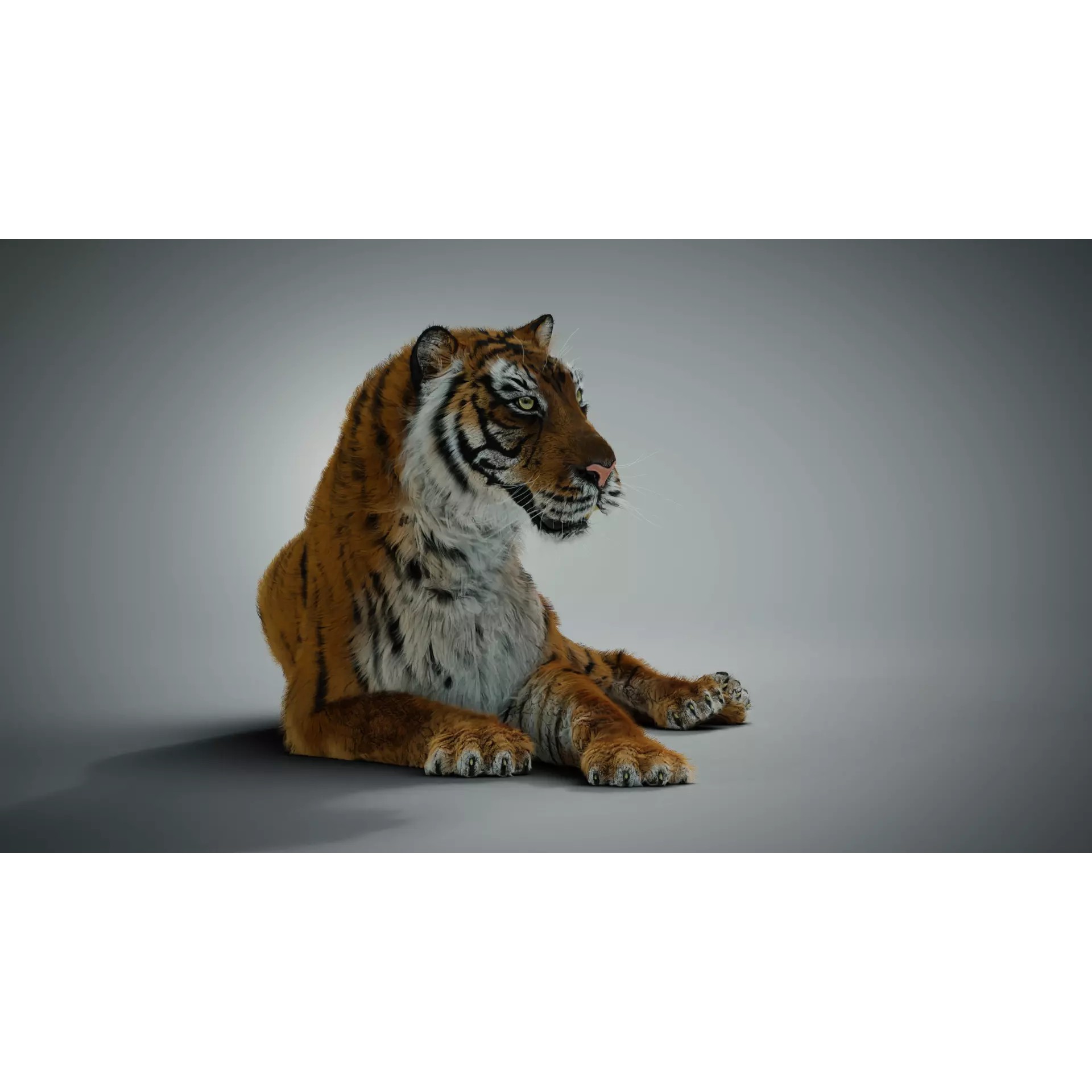 Siberian Tiger - Game-Ready 3D Model - View 2