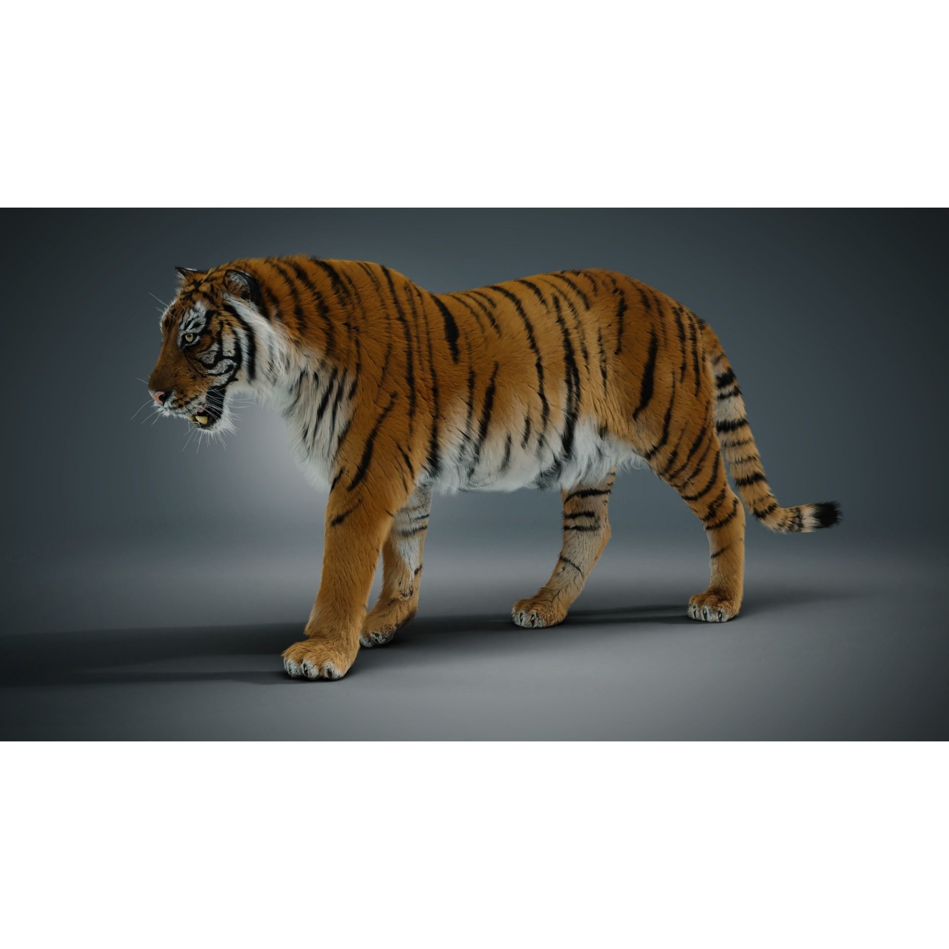 Siberian Tiger - Game-Ready 3D Model - View 3