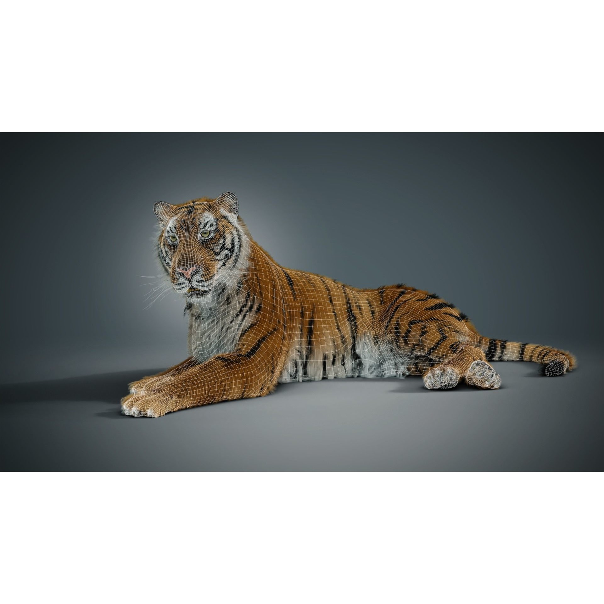 Siberian Tiger - Game-Ready 3D Model - View 4