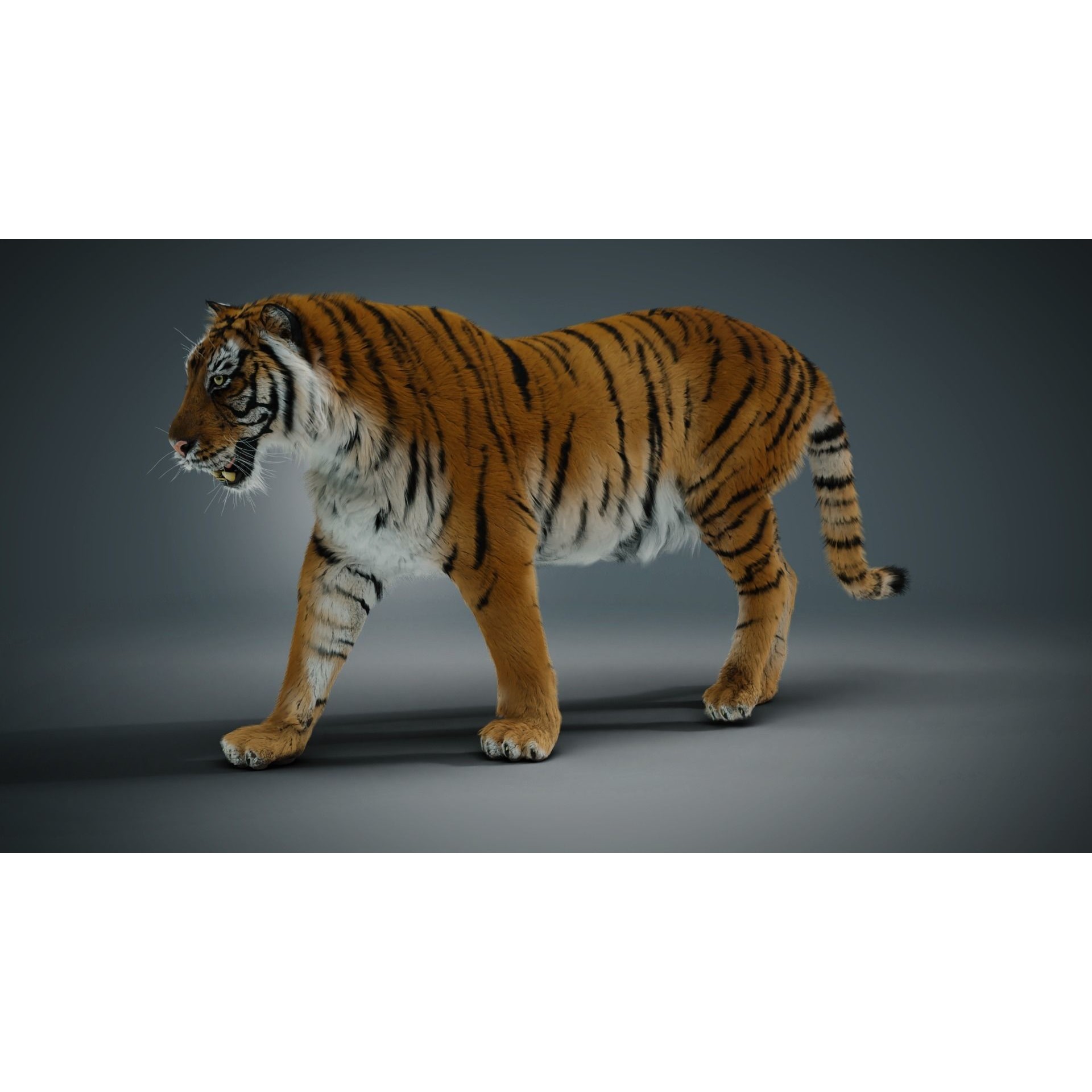 Siberian Tiger - Game-Ready 3D Model - View 5