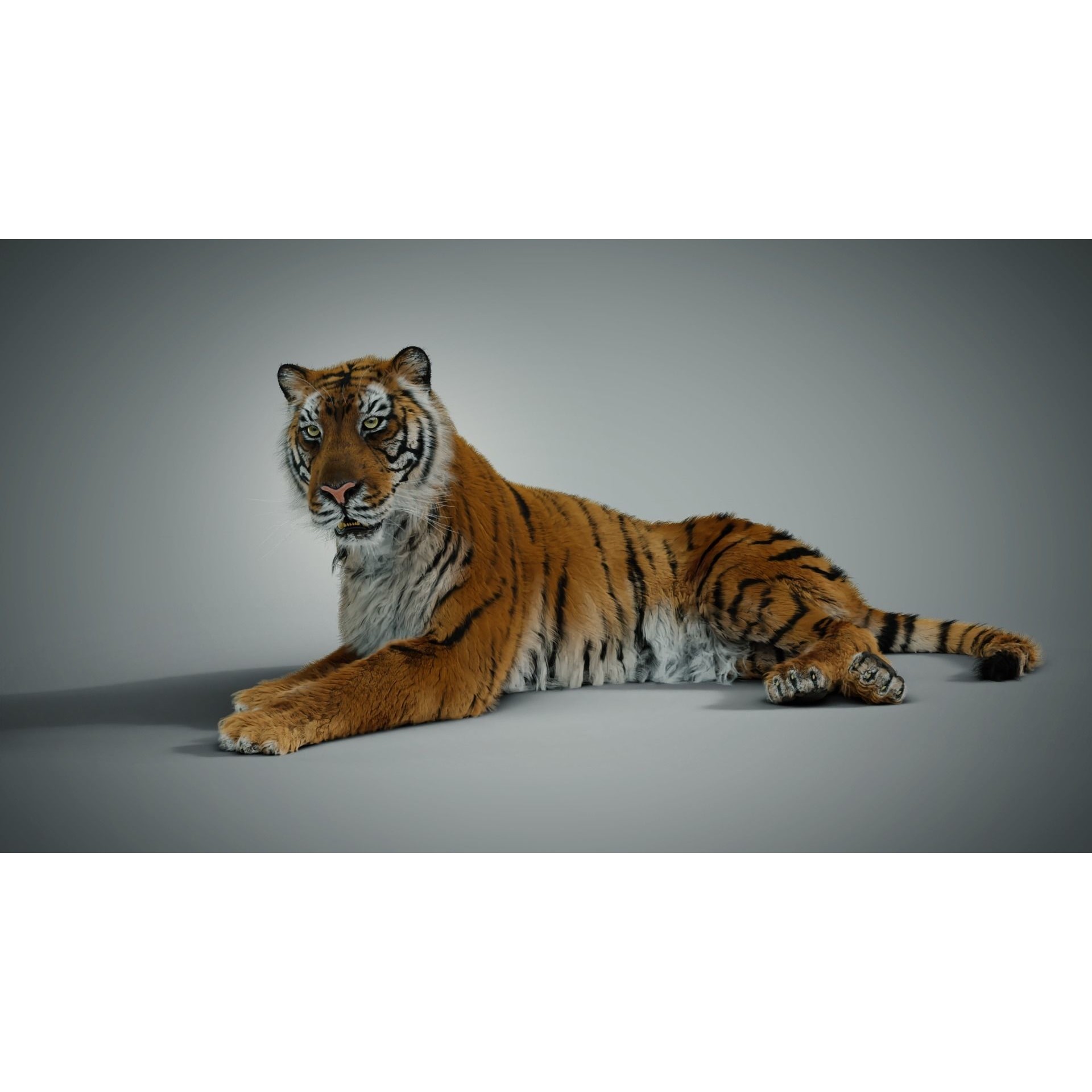 Siberian Tiger - Game-Ready 3D Model - View 6