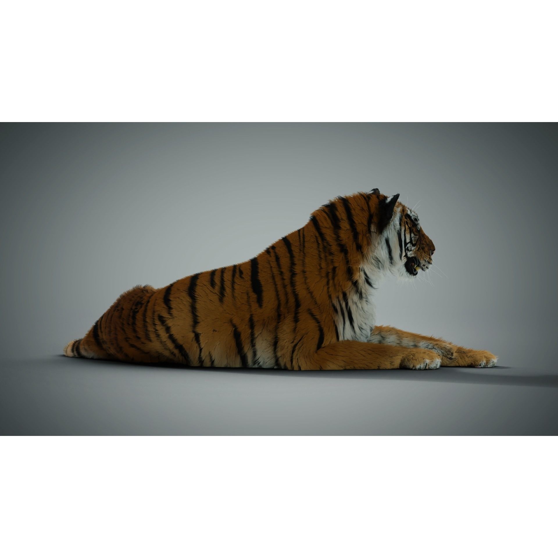 Siberian Tiger - Game-Ready 3D Model - View 7
