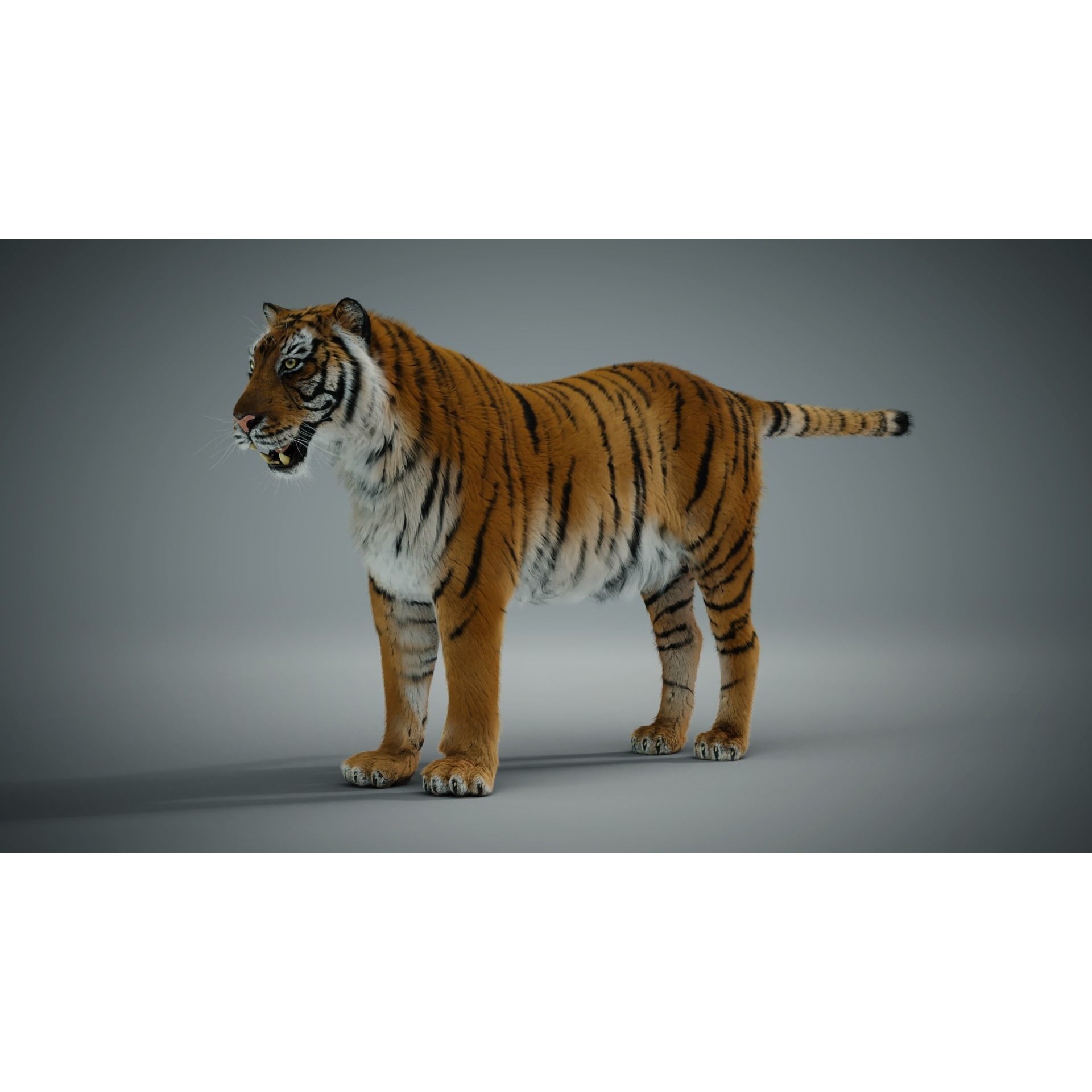 Siberian Tiger - Game-Ready 3D Model - View 8