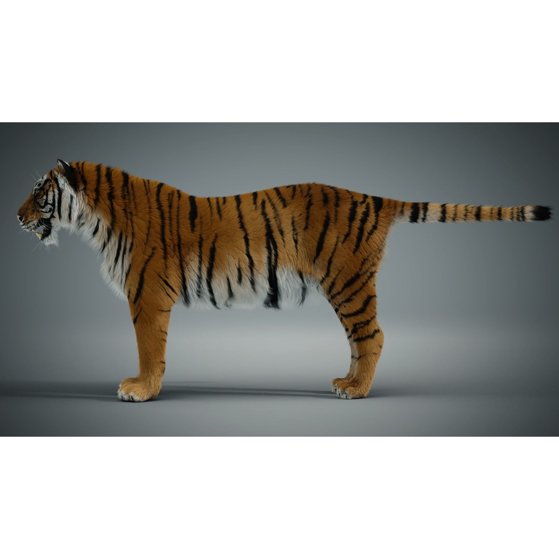 Siberian Tiger - Game-Ready 3D Model - View 9