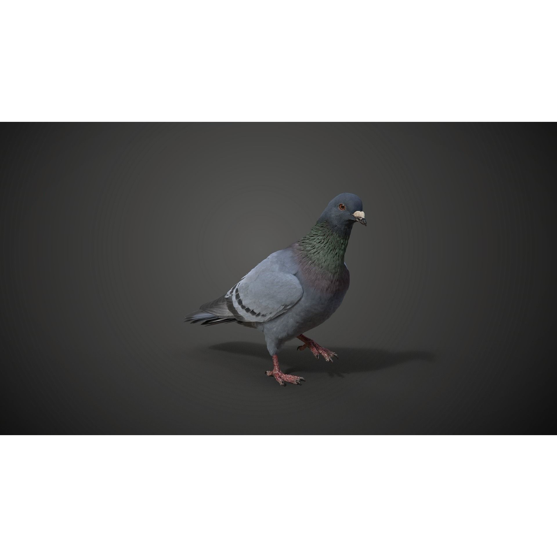 Pigeon Animated VFX - Game-Ready 3D Model - View 10