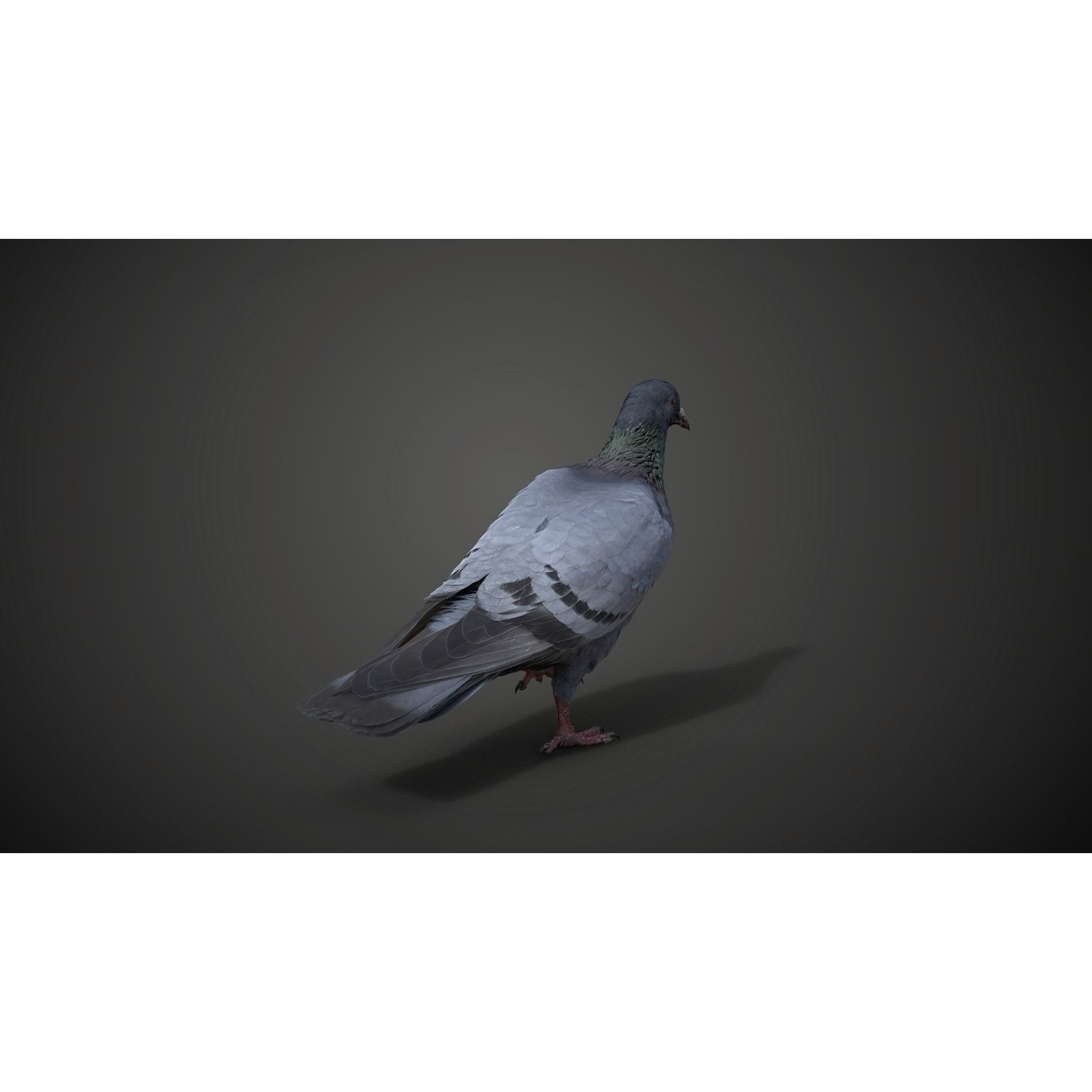 Pigeon Animated VFX - Game-Ready 3D Model - View 11