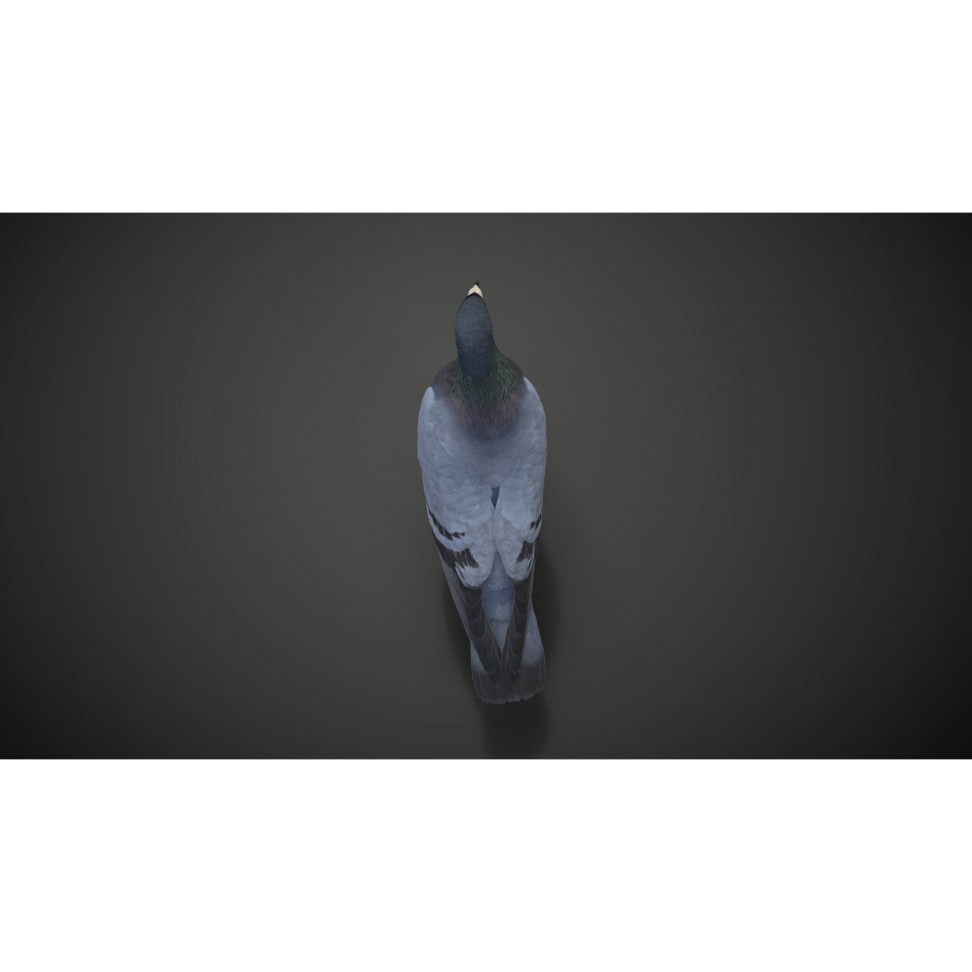 Pigeon Animated VFX - Game-Ready 3D Model - View 12
