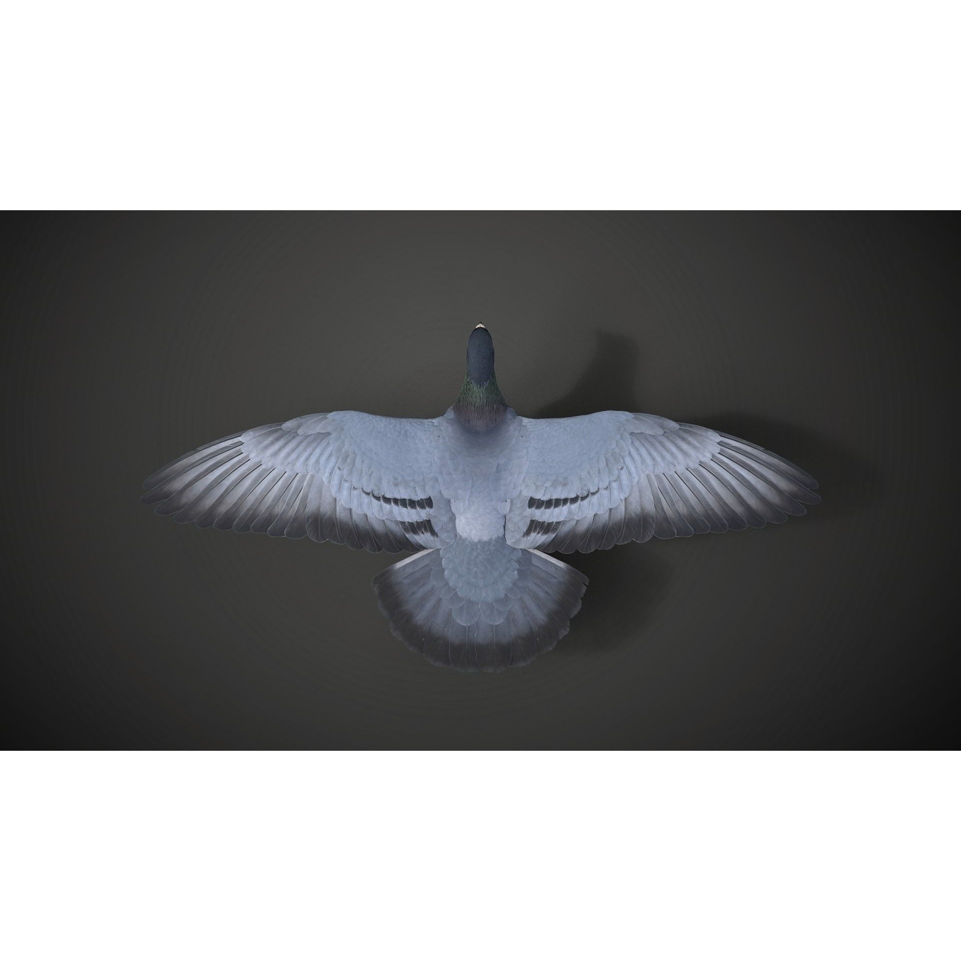 Pigeon Animated VFX - Game-Ready 3D Model - View 13
