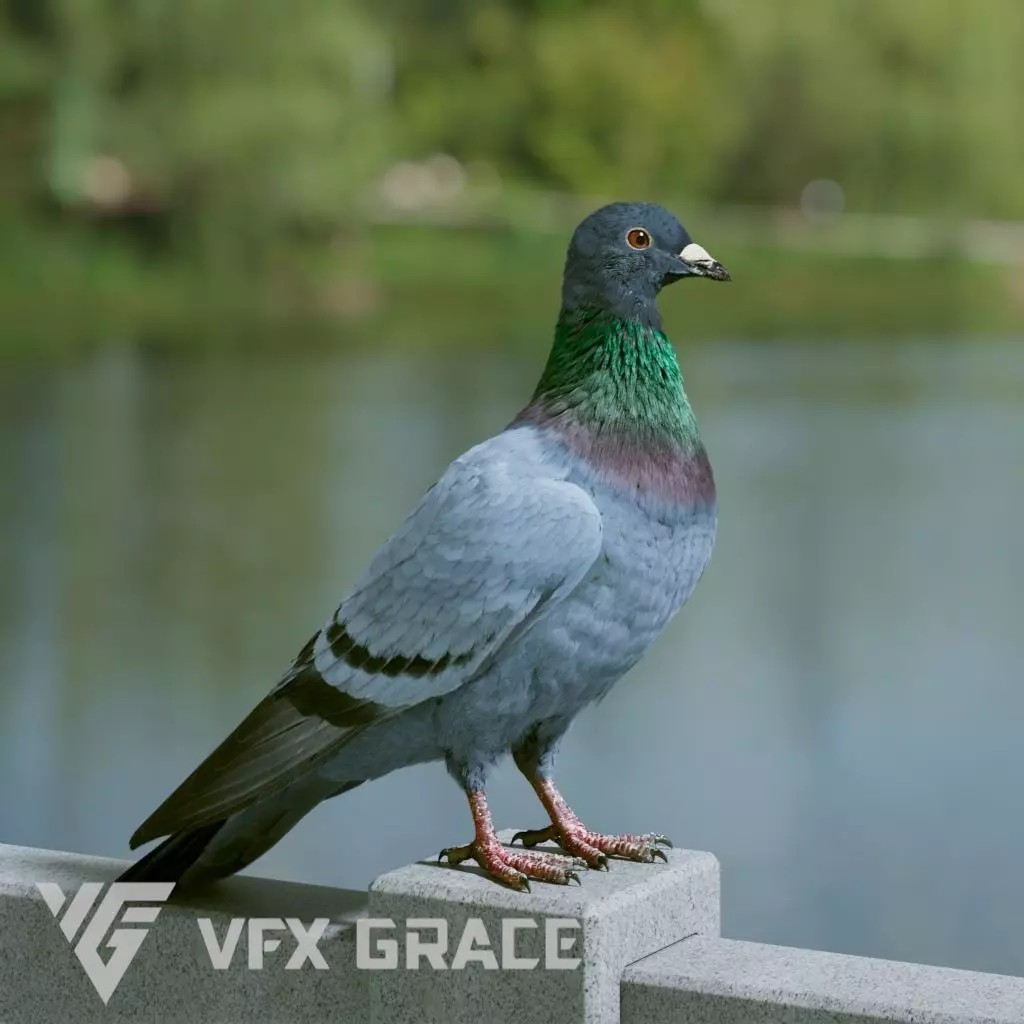 Pigeon Animated VFX - Game-Ready 3D Model - View 2