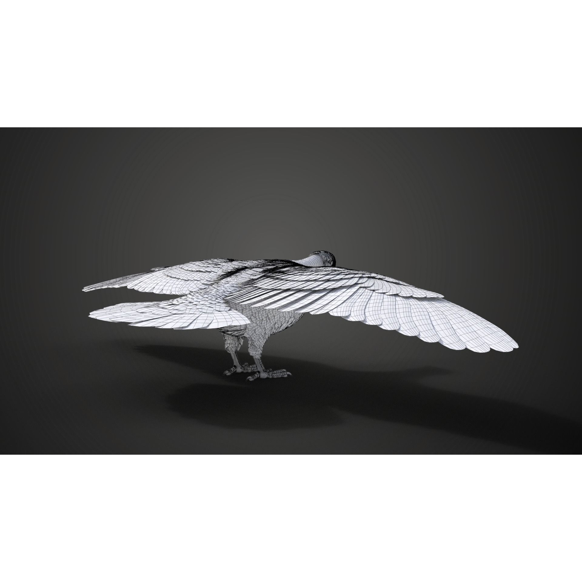 Pigeon Animated VFX - Game-Ready 3D Model - View 21