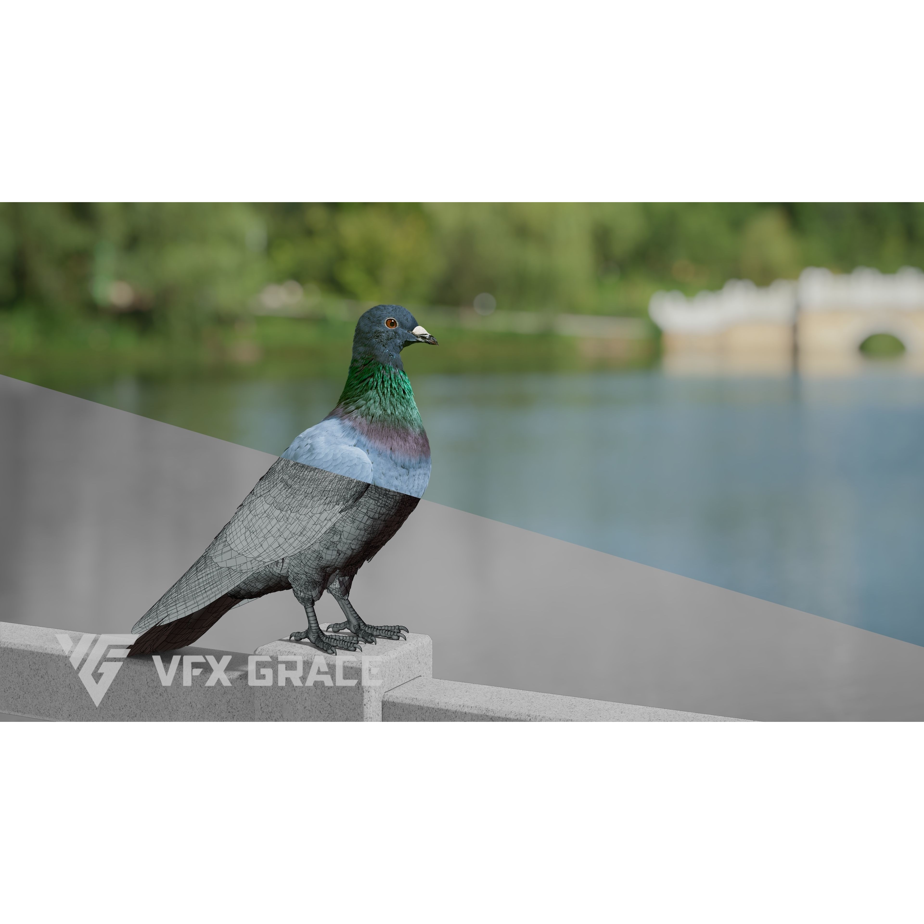 Pigeon Animated VFX - Game-Ready 3D Model - View 3
