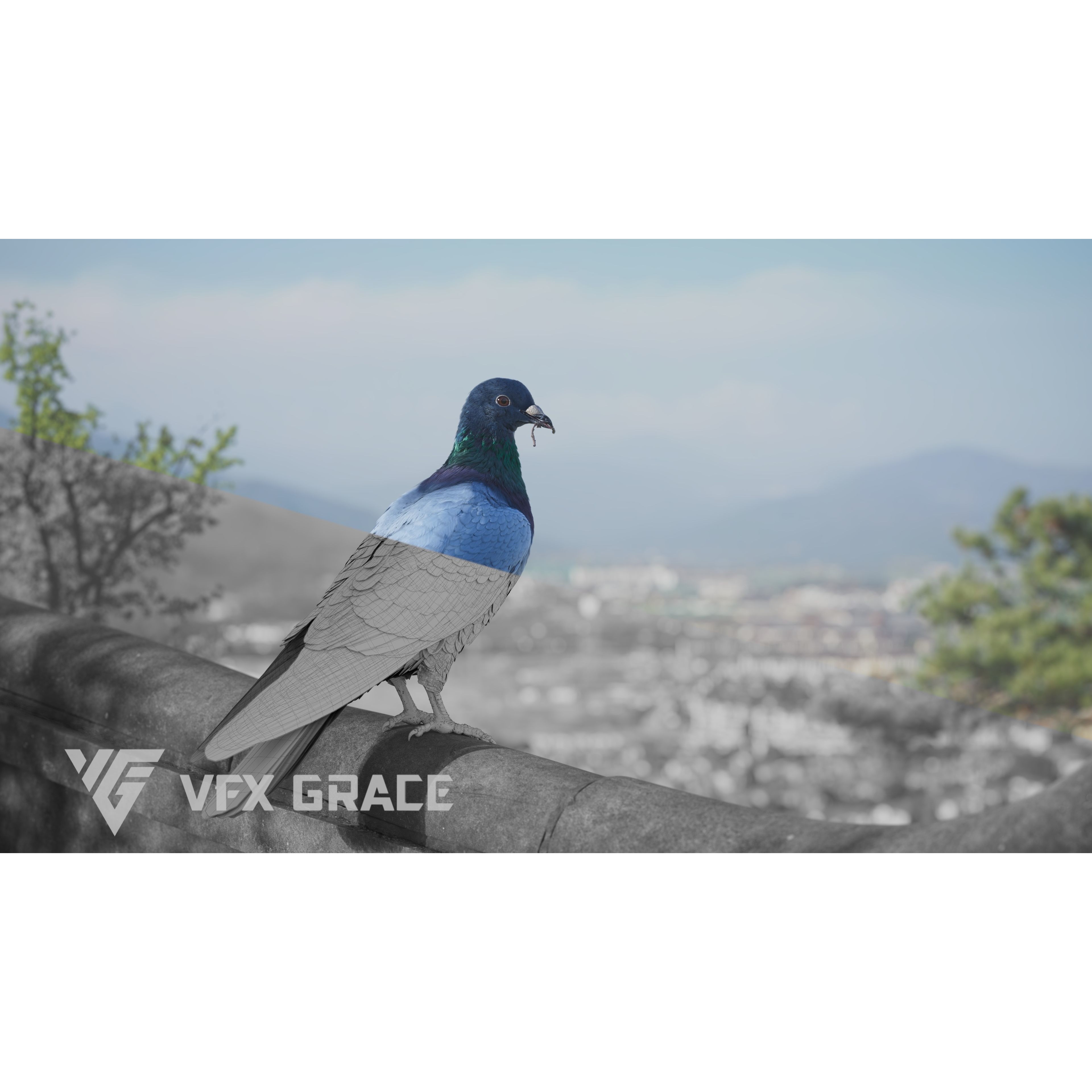 Pigeon Animated VFX - Game-Ready 3D Model - View 5
