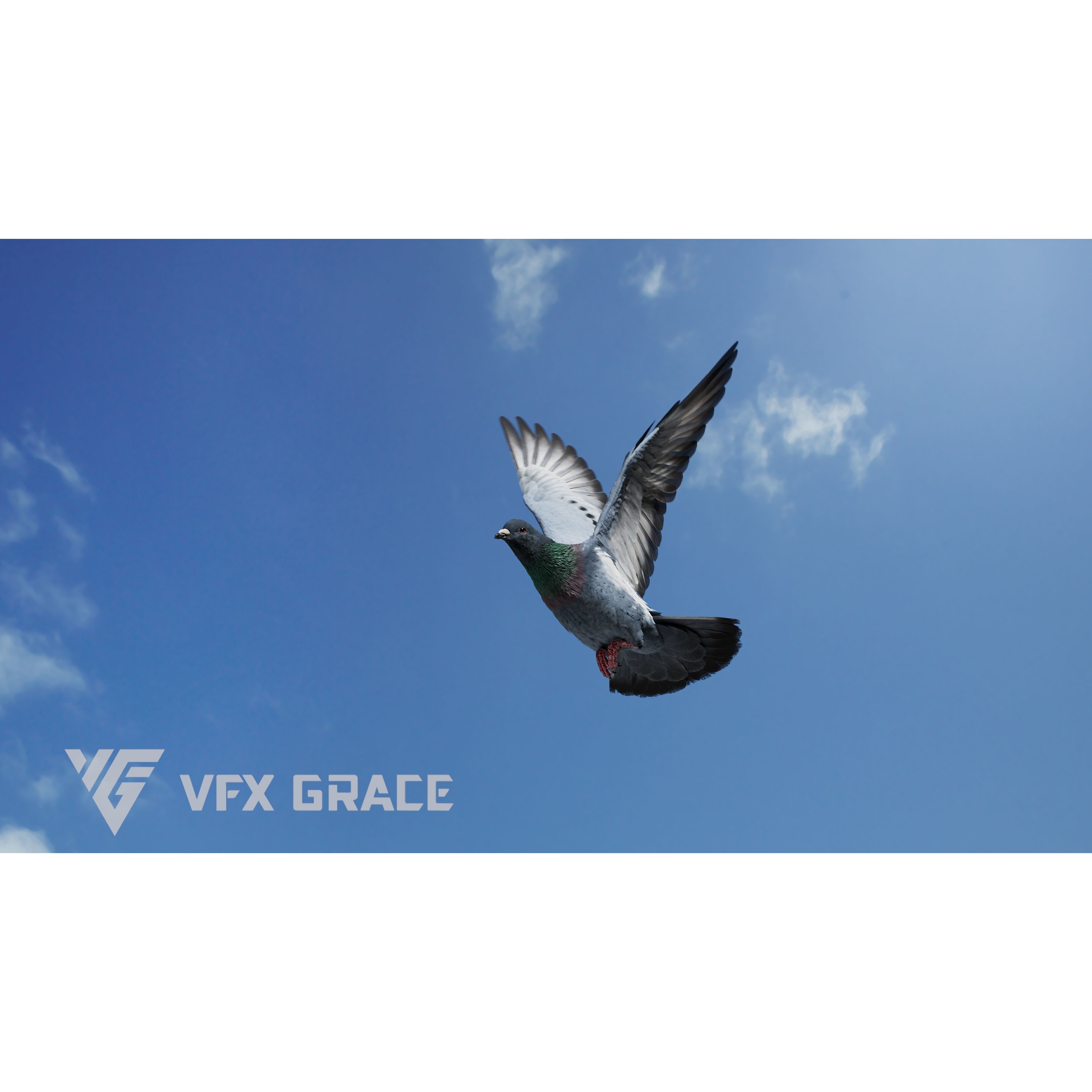 Pigeon Animated VFX - Game-Ready 3D Model - View 6