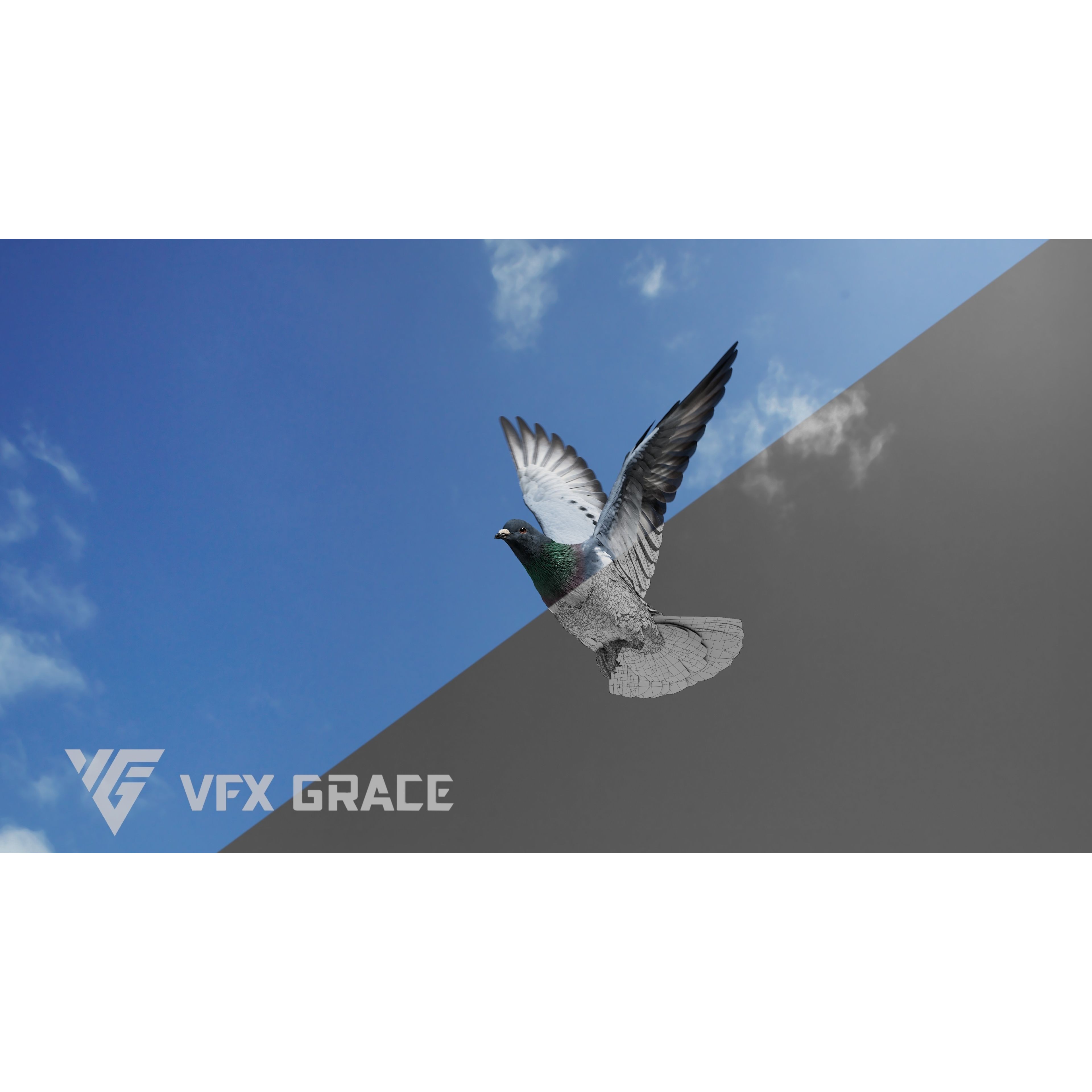 Pigeon Animated VFX - Game-Ready 3D Model - View 7