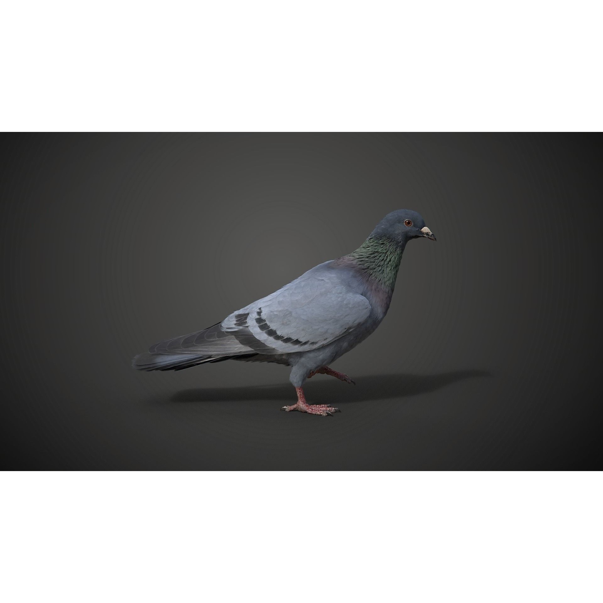 Pigeon Animated VFX - Game-Ready 3D Model - View 8