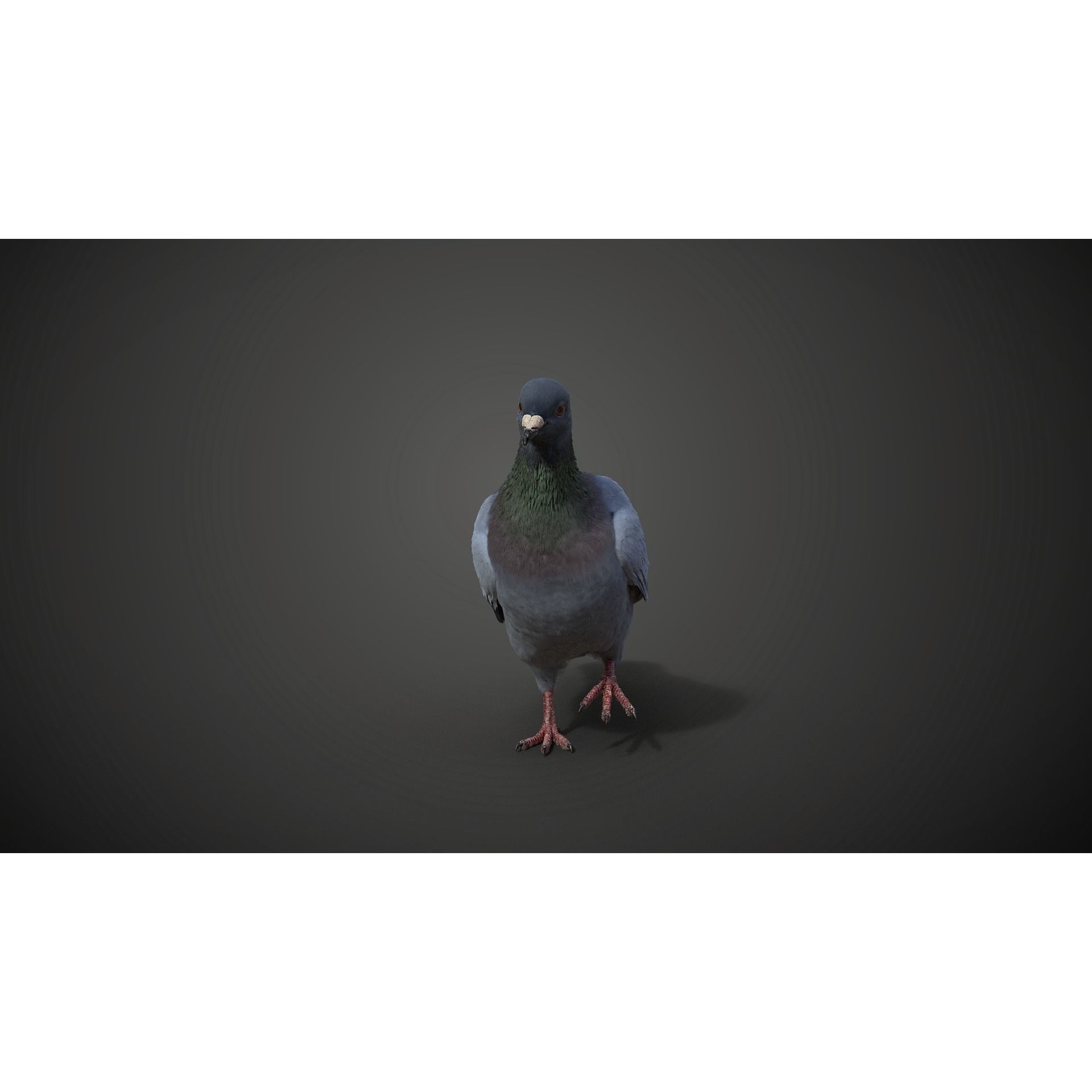 Pigeon Animated VFX - Game-Ready 3D Model - View 9