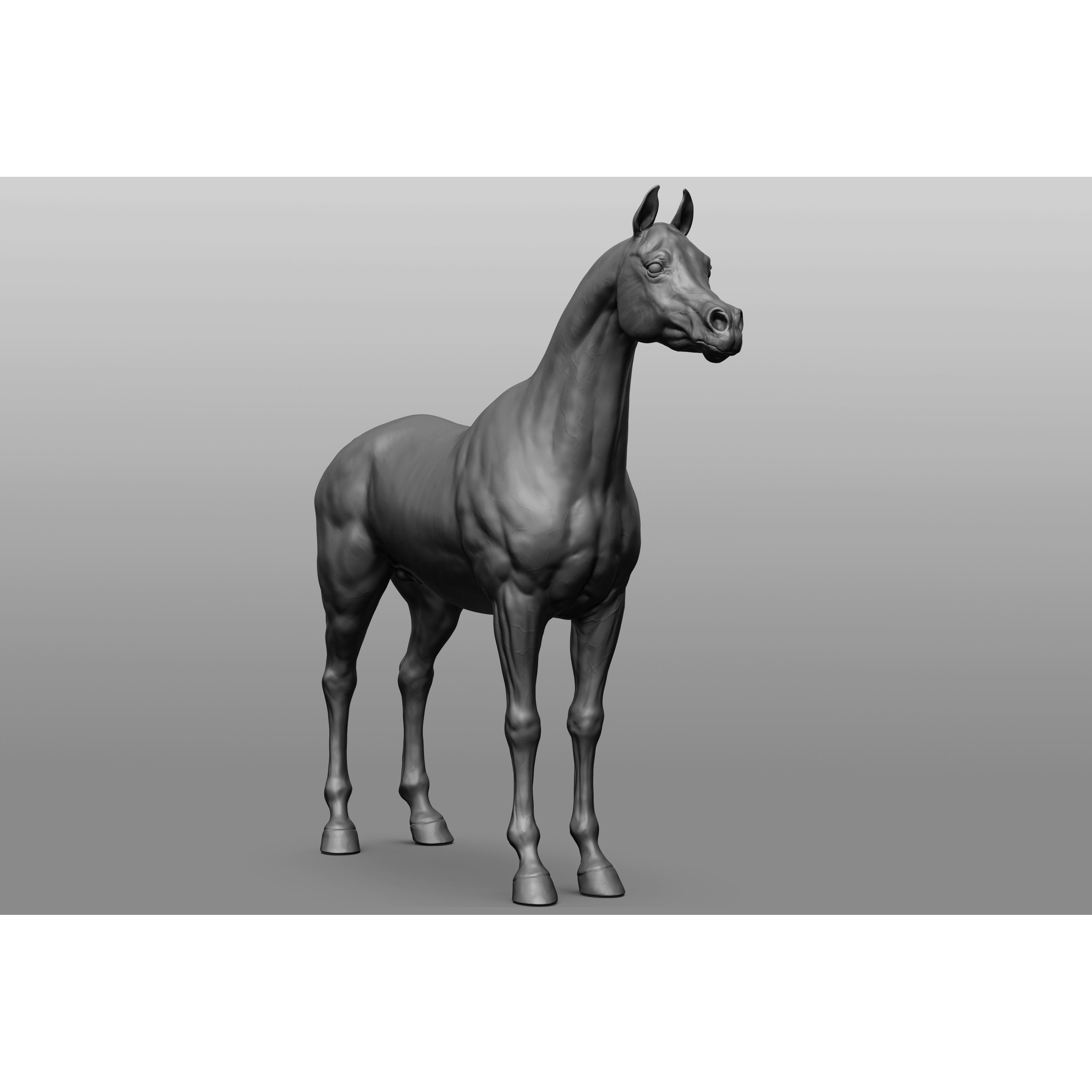 6 Horse Types - High-Poly 3D Model - View 10