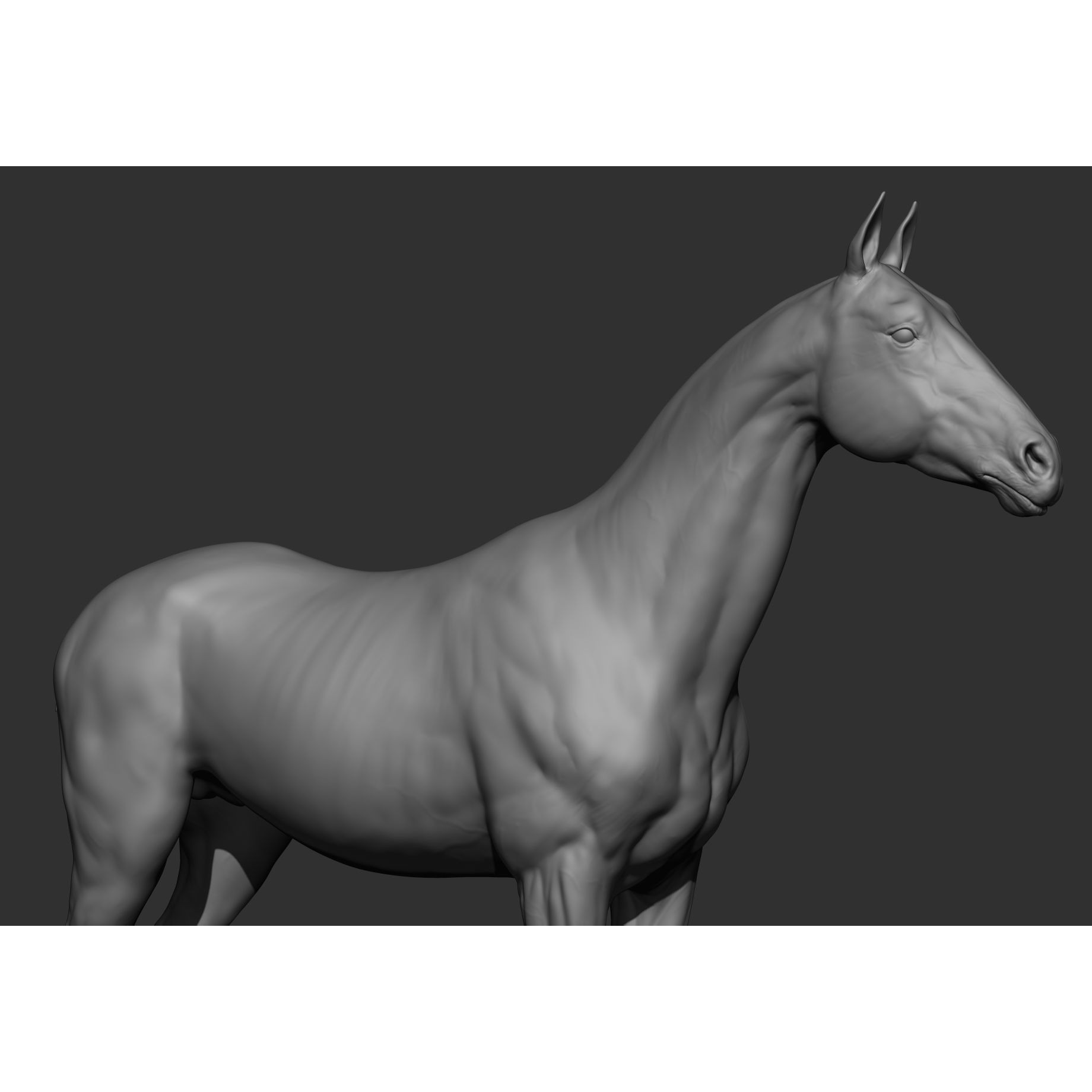 6 Horse Types - High-Poly 3D Model - View 104