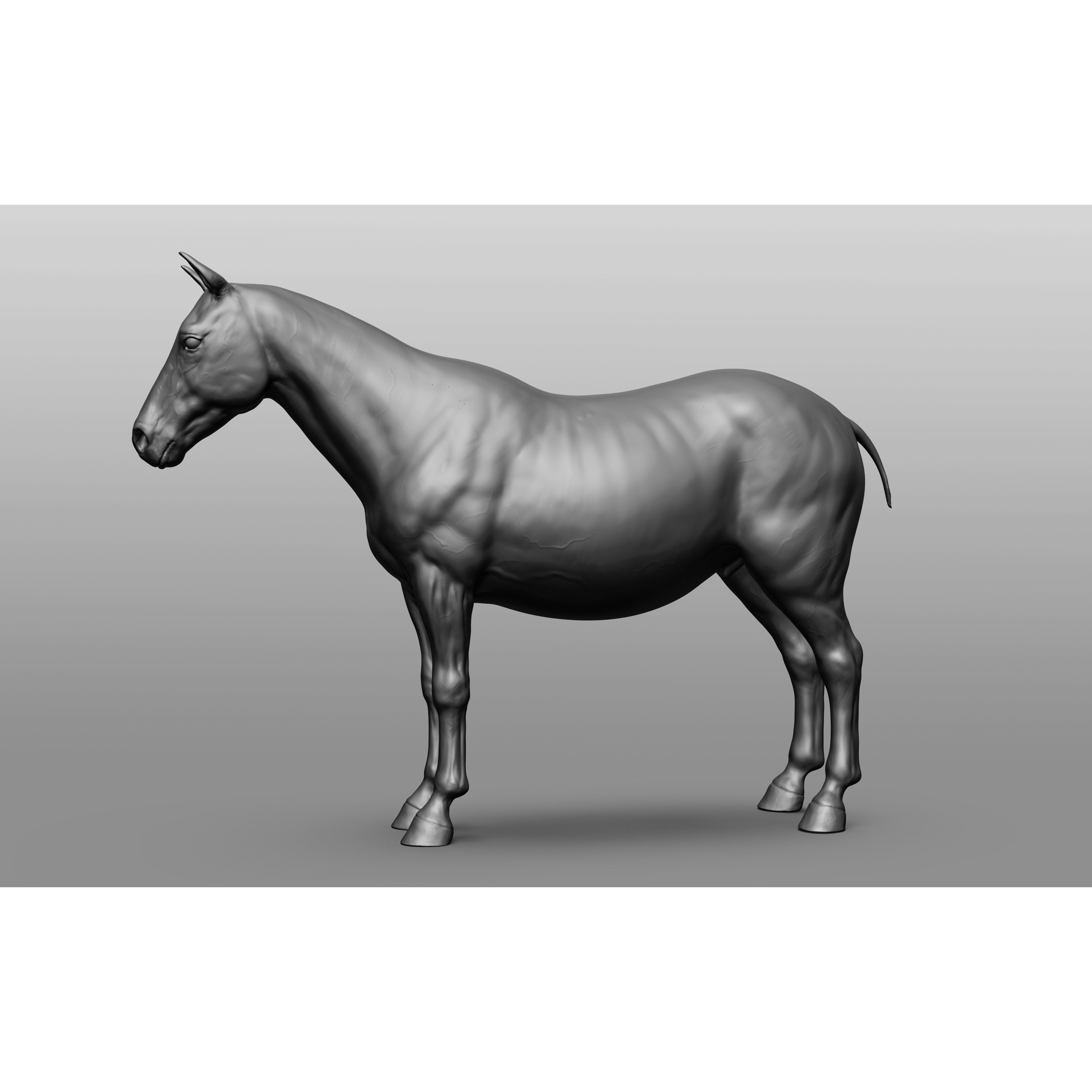 6 Horse Types - High-Poly 3D Model - View 108
