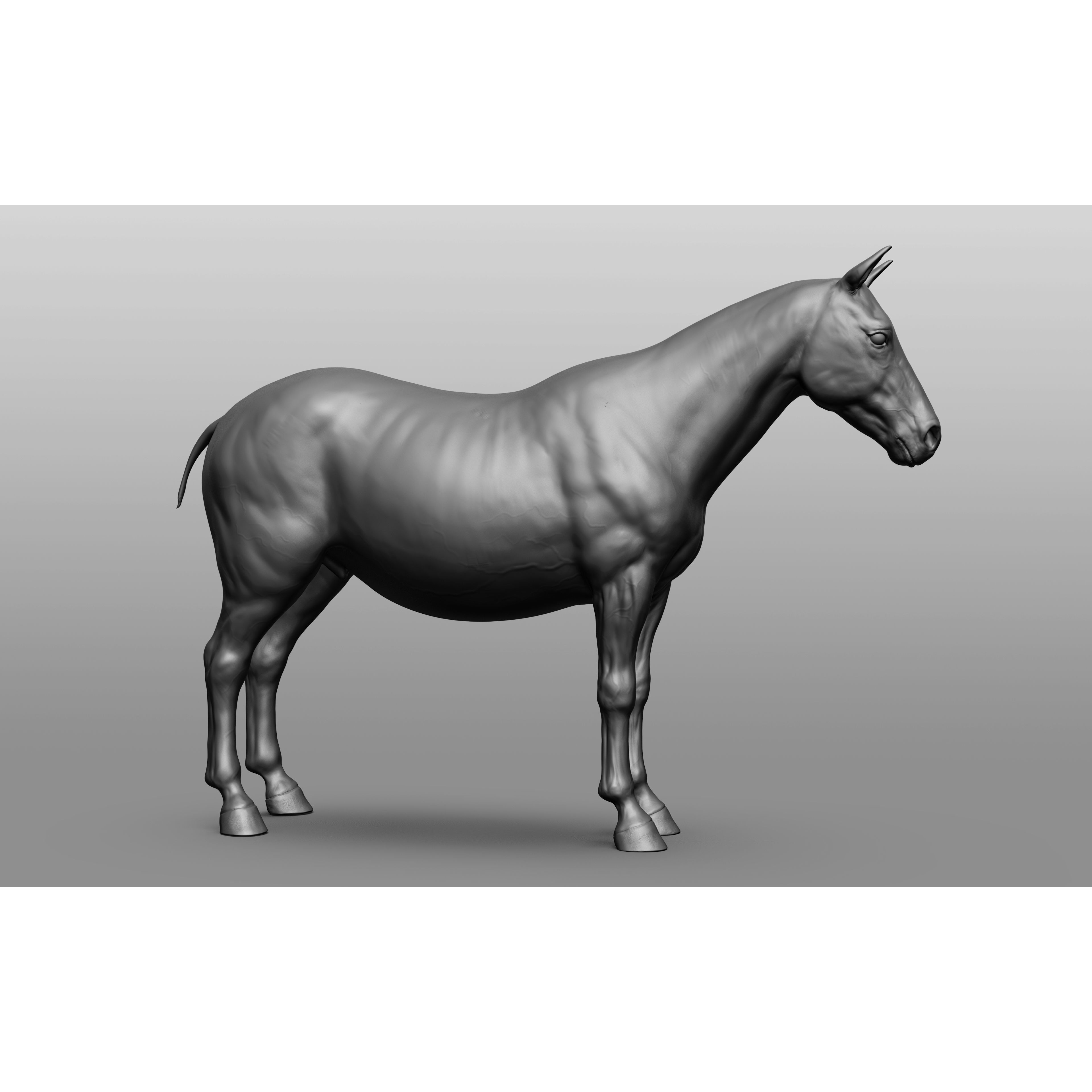 6 Horse Types - High-Poly 3D Model - View 109