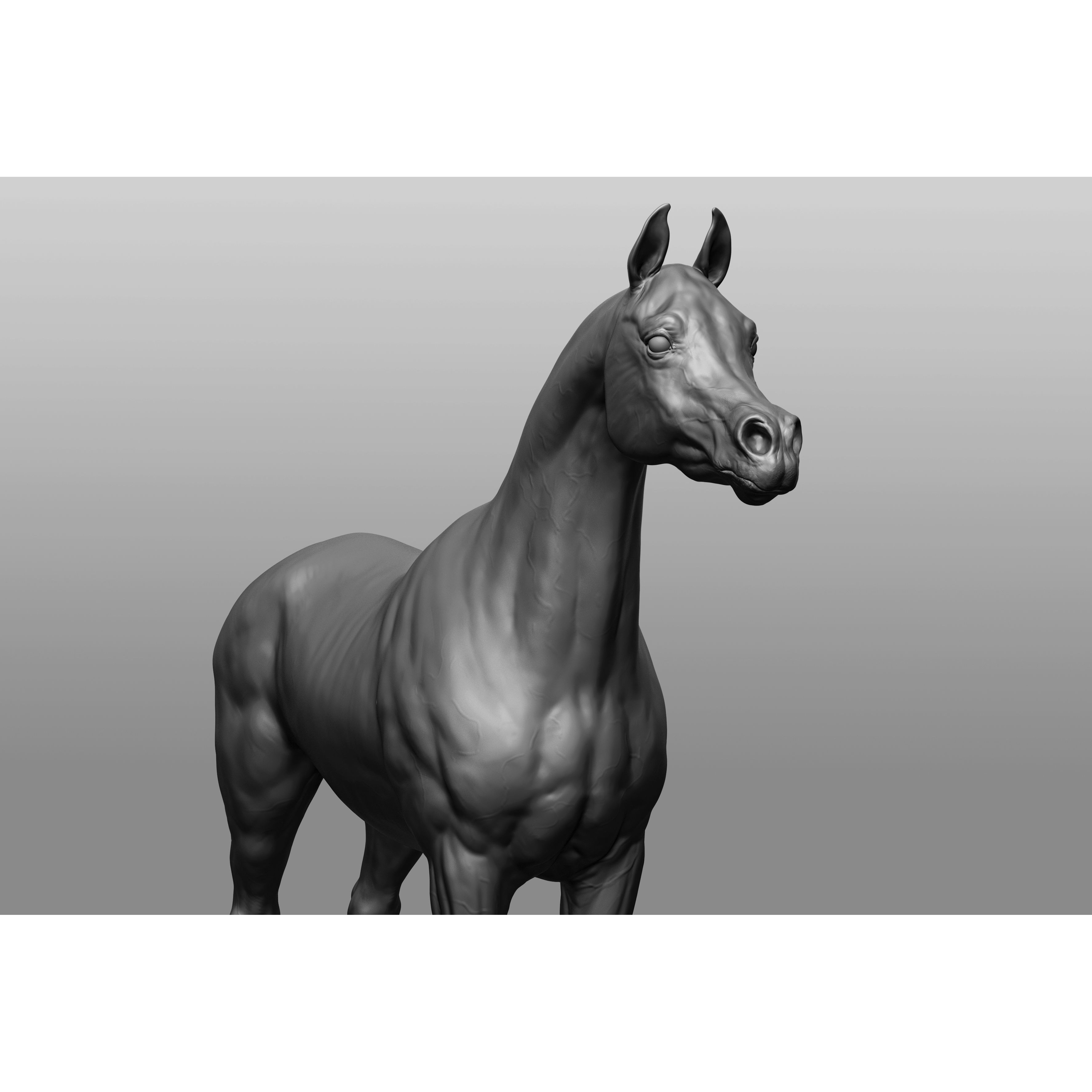6 Horse Types - High-Poly 3D Model - View 12