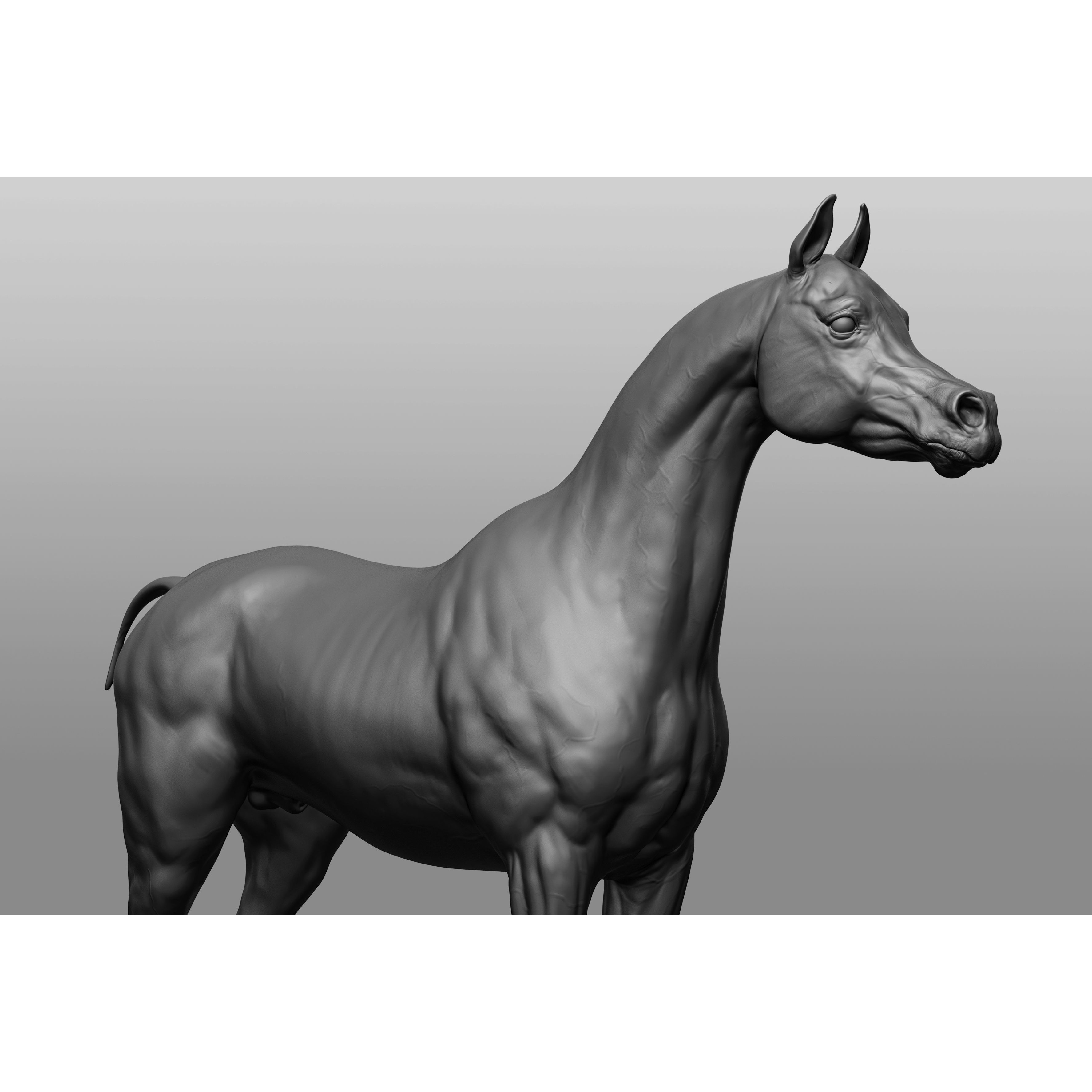 6 Horse Types - High-Poly 3D Model - View 13