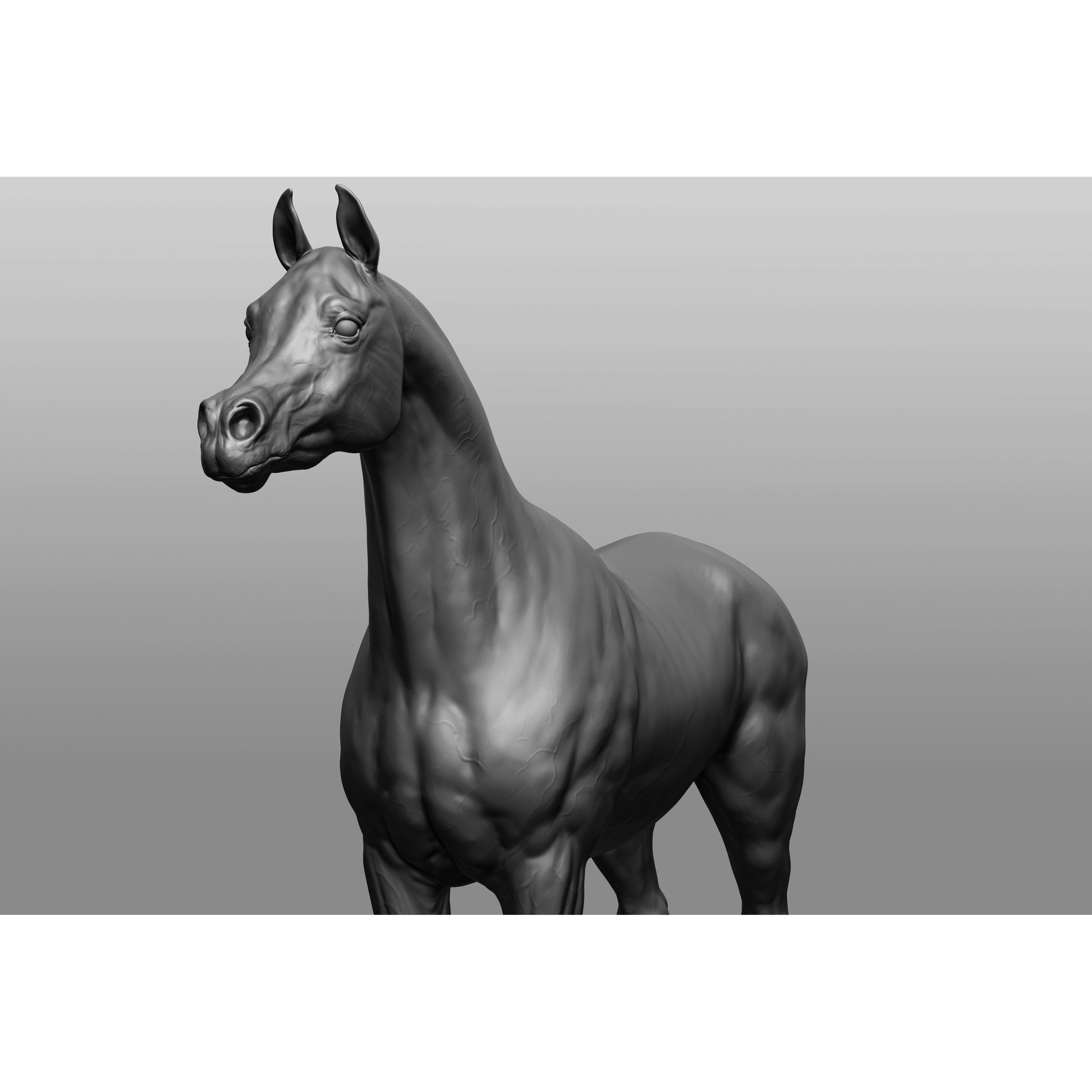 6 Horse Types - High-Poly 3D Model - View 14