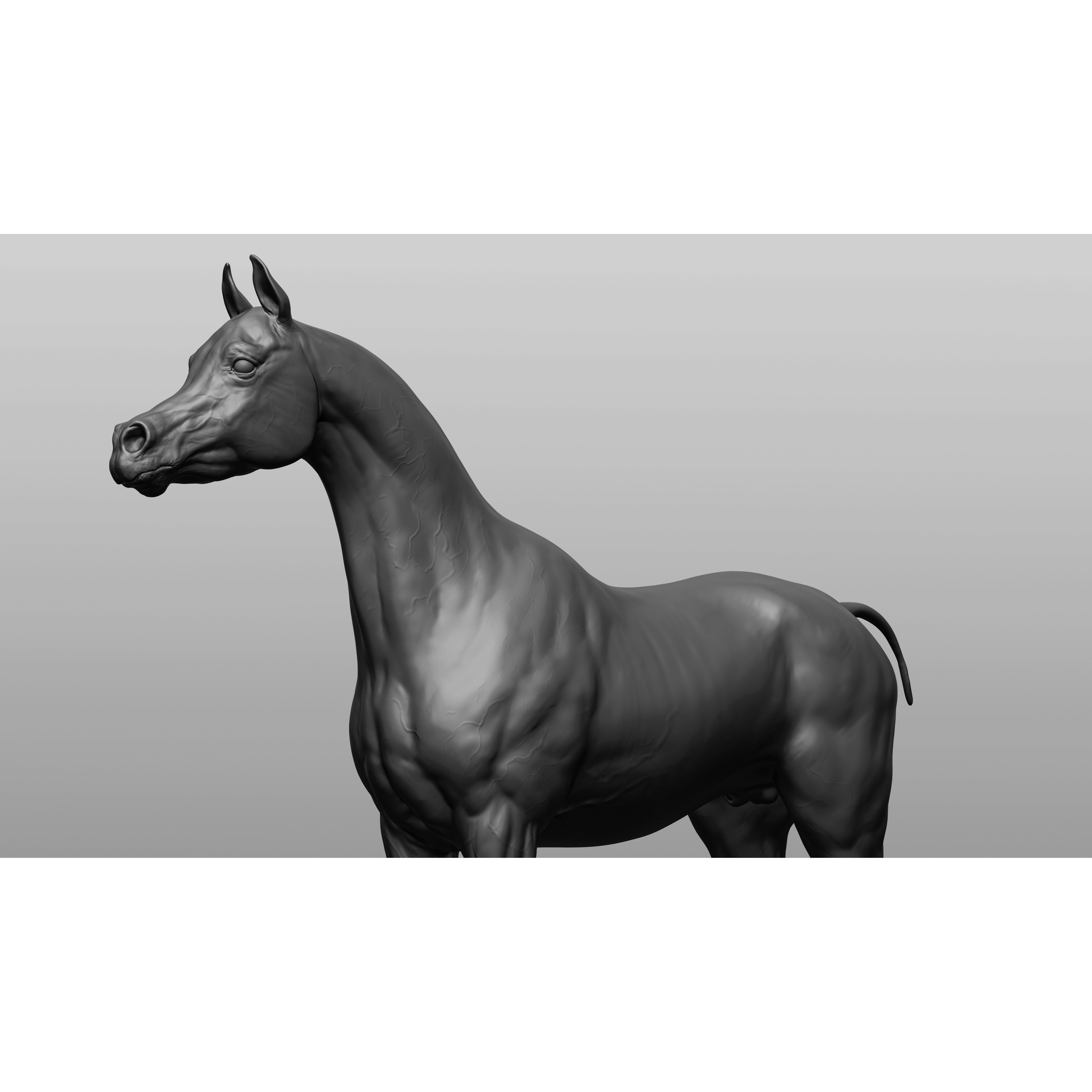 6 Horse Types - High-Poly 3D Model - View 15