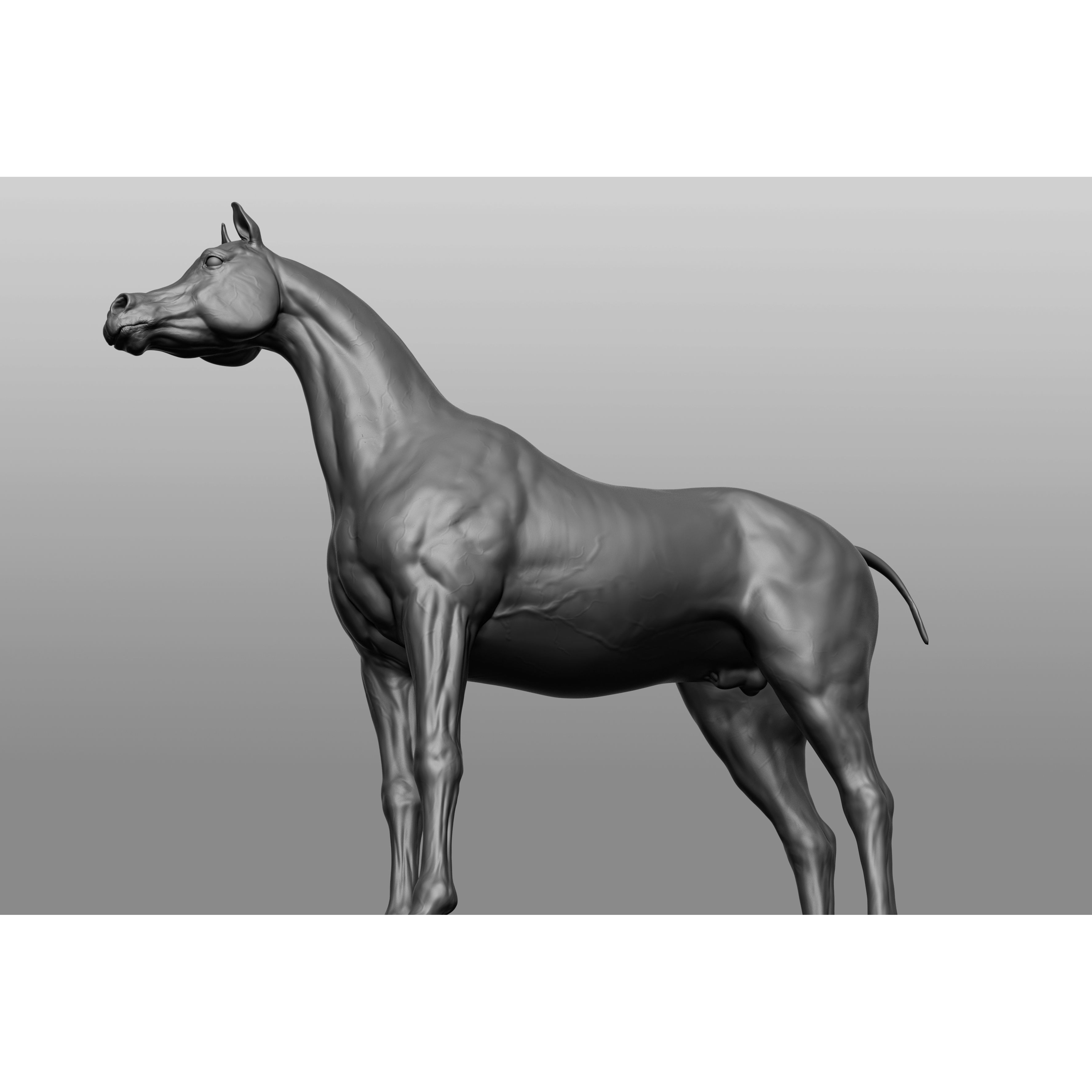 6 Horse Types - High-Poly 3D Model - View 16
