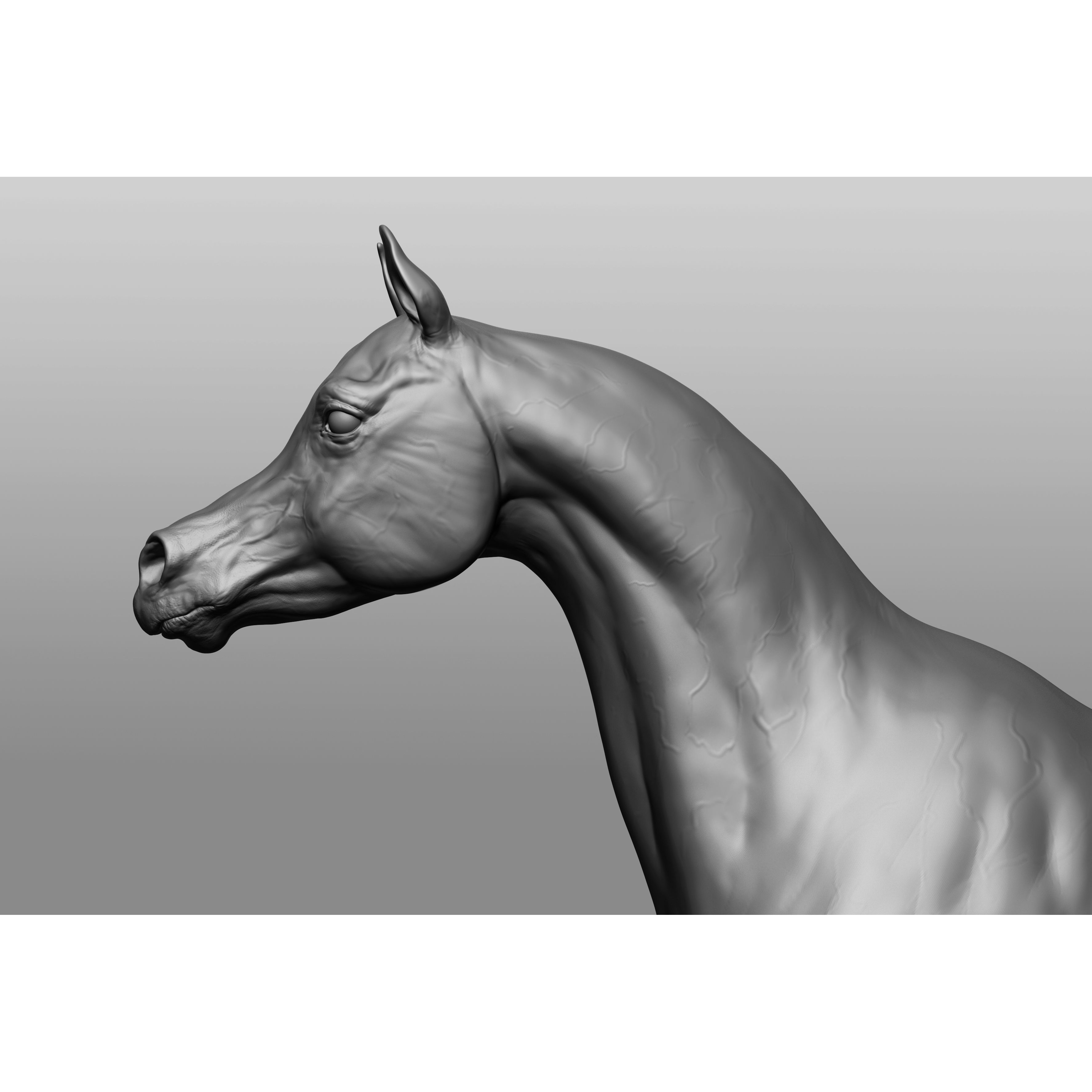 6 Horse Types - High-Poly 3D Model - View 17