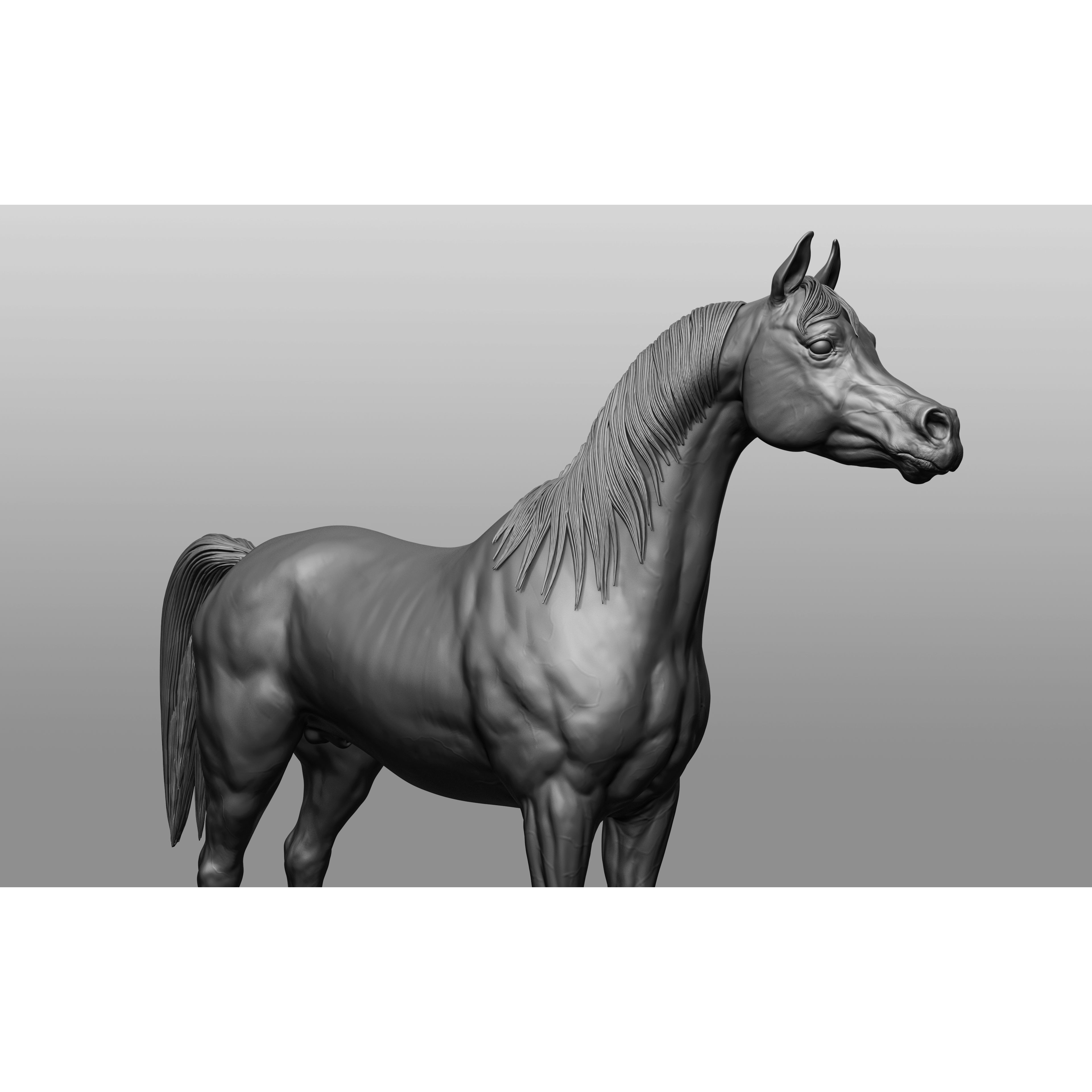 6 Horse Types - High-Poly 3D Model - View 18