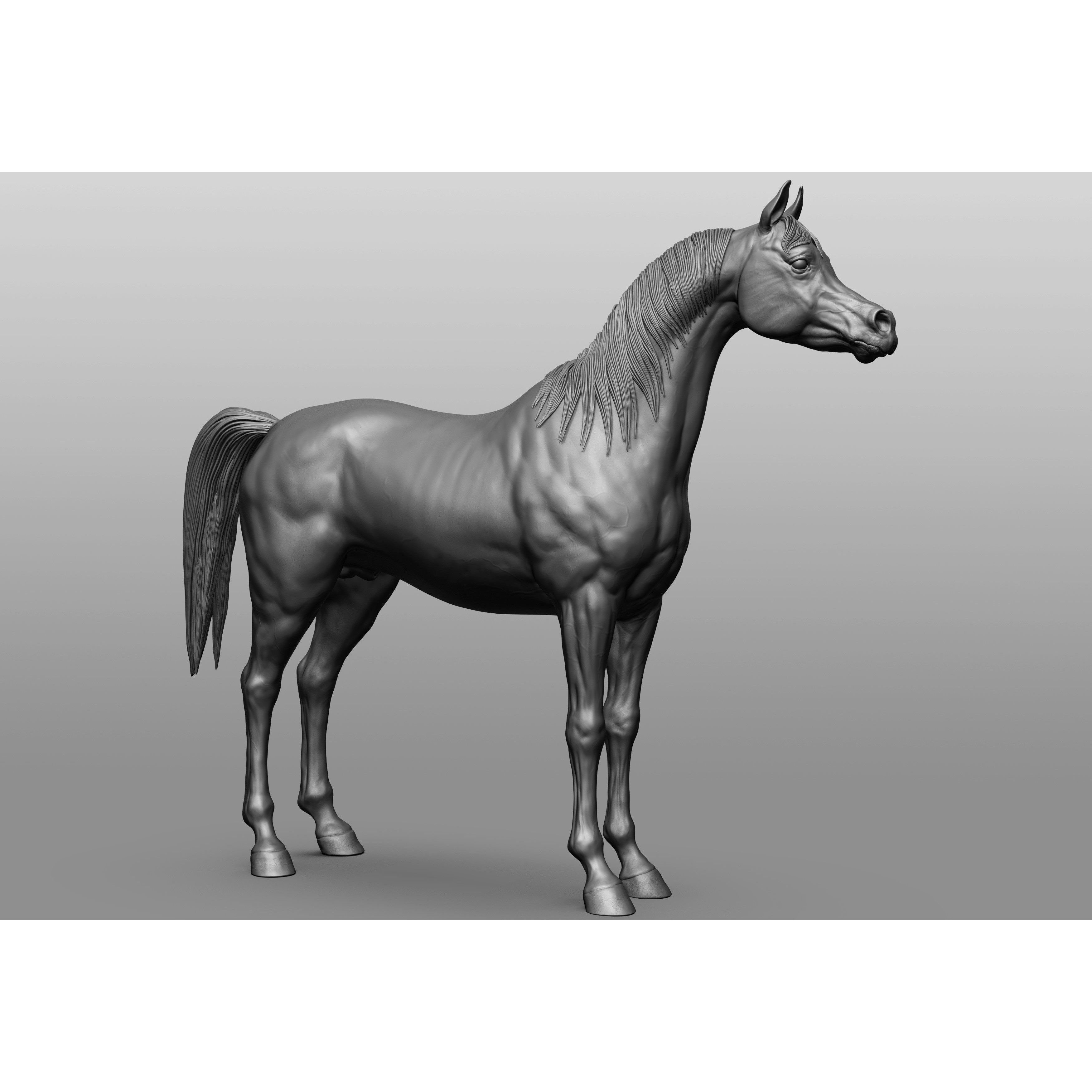 6 Horse Types - High-Poly 3D Model - View 19