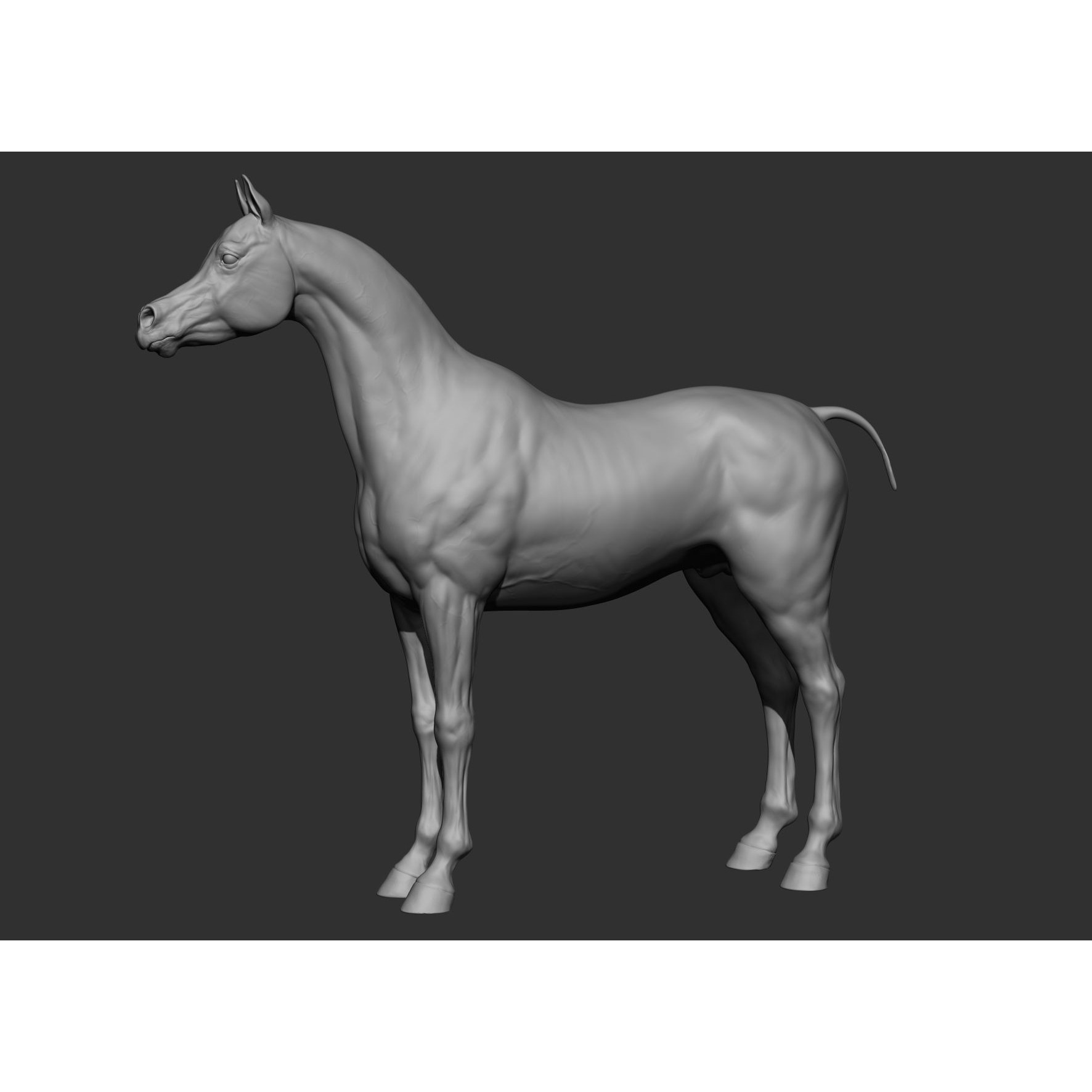 6 Horse Types - High-Poly 3D Model - View 21