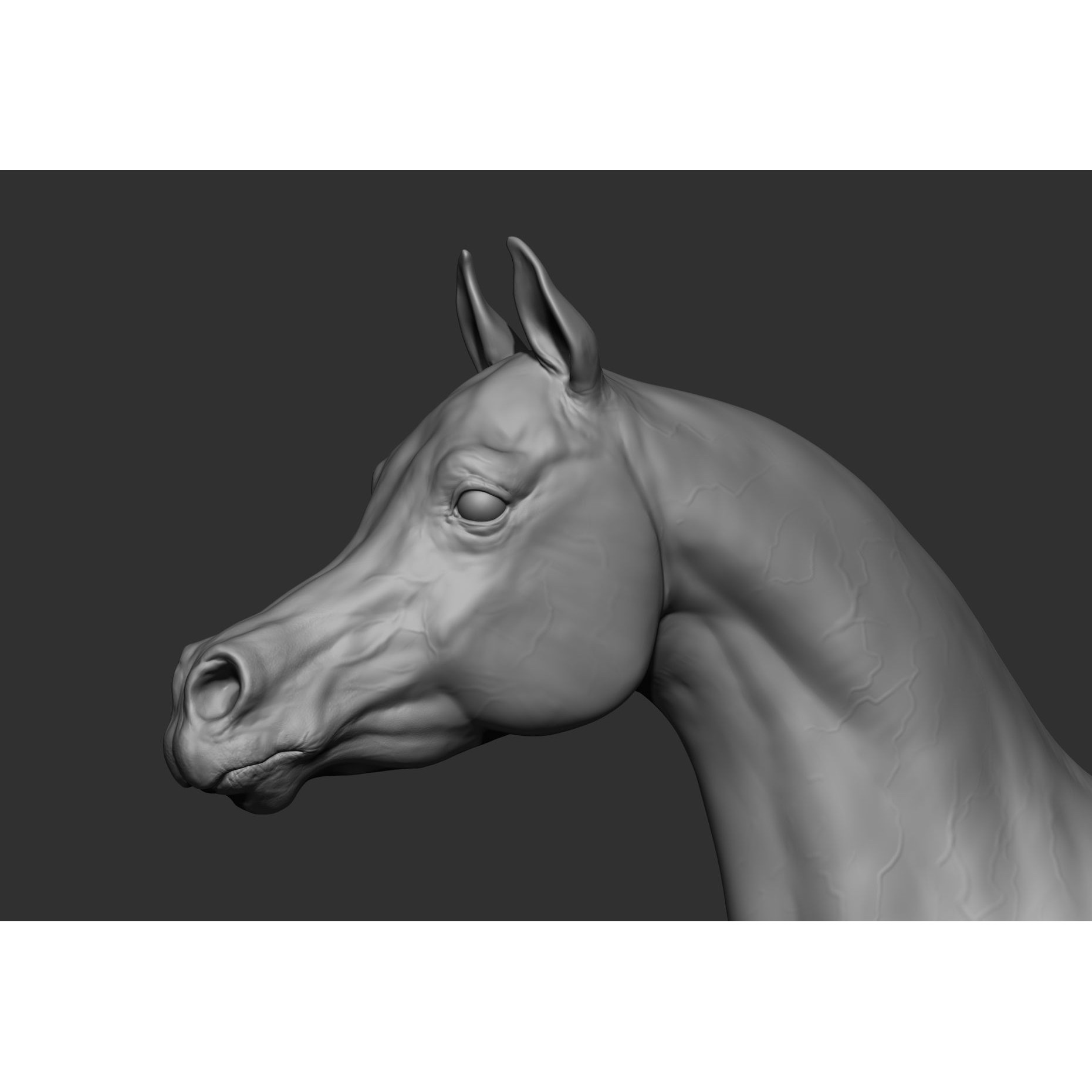 6 Horse Types - High-Poly 3D Model - View 23