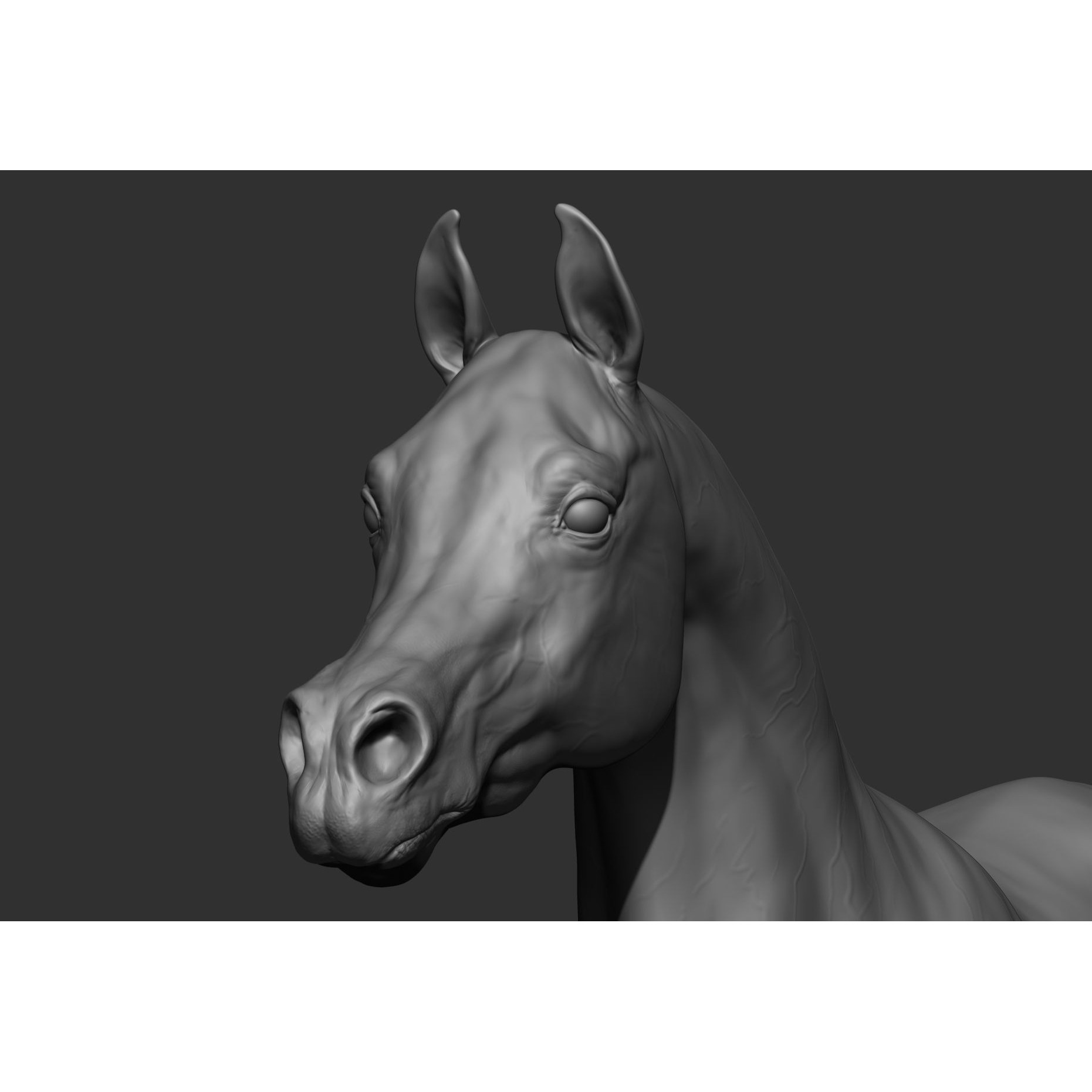 6 Horse Types - High-Poly 3D Model - View 25