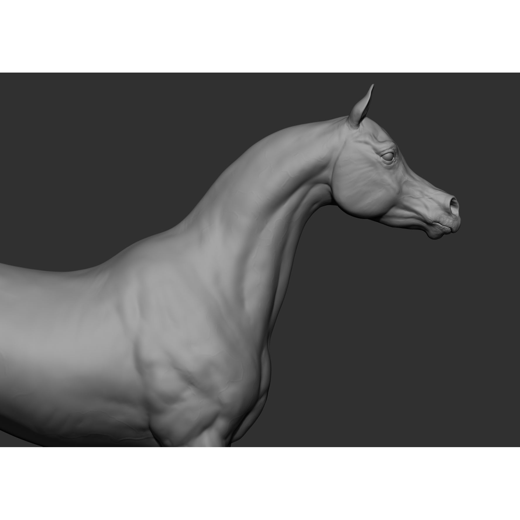 6 Horse Types - High-Poly 3D Model - View 27