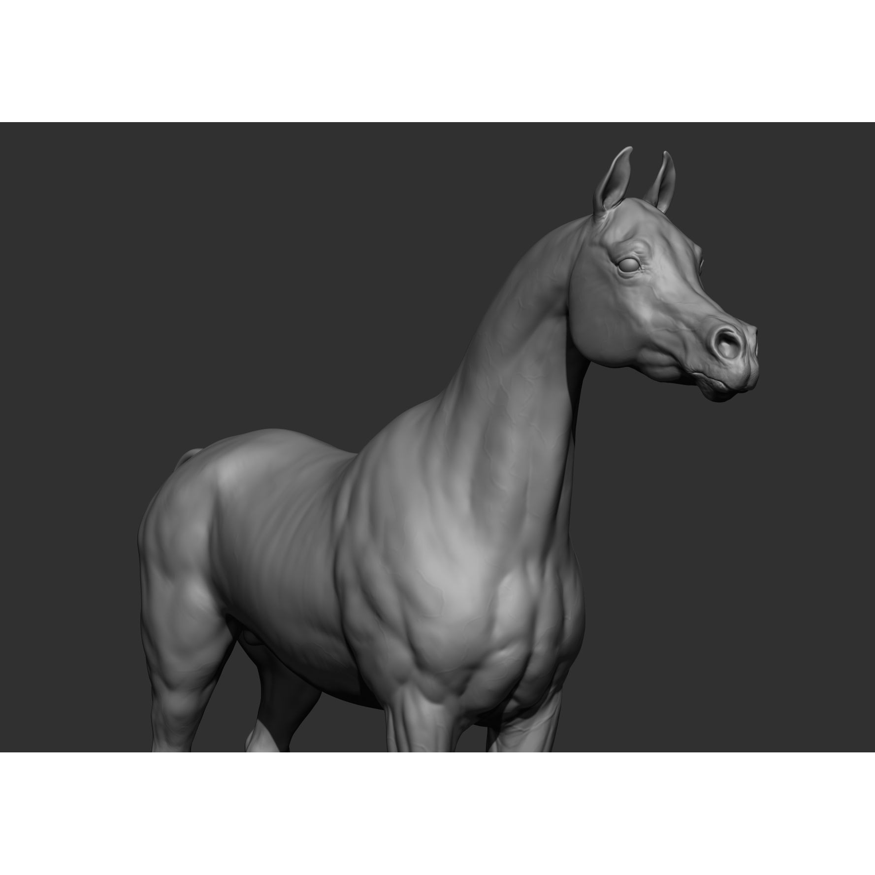 6 Horse Types - High-Poly 3D Model - View 29