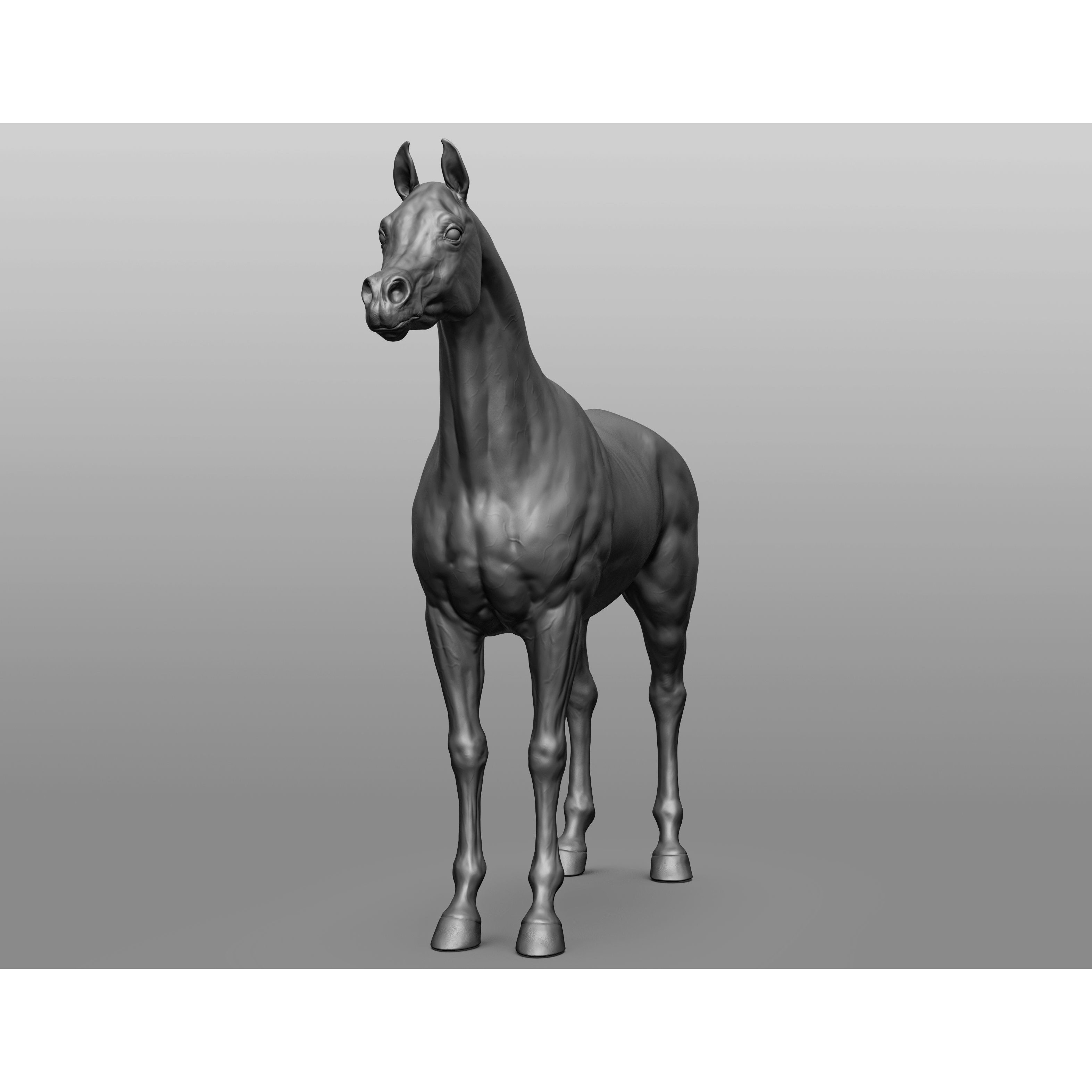 6 Horse Types - High-Poly 3D Model - View 3