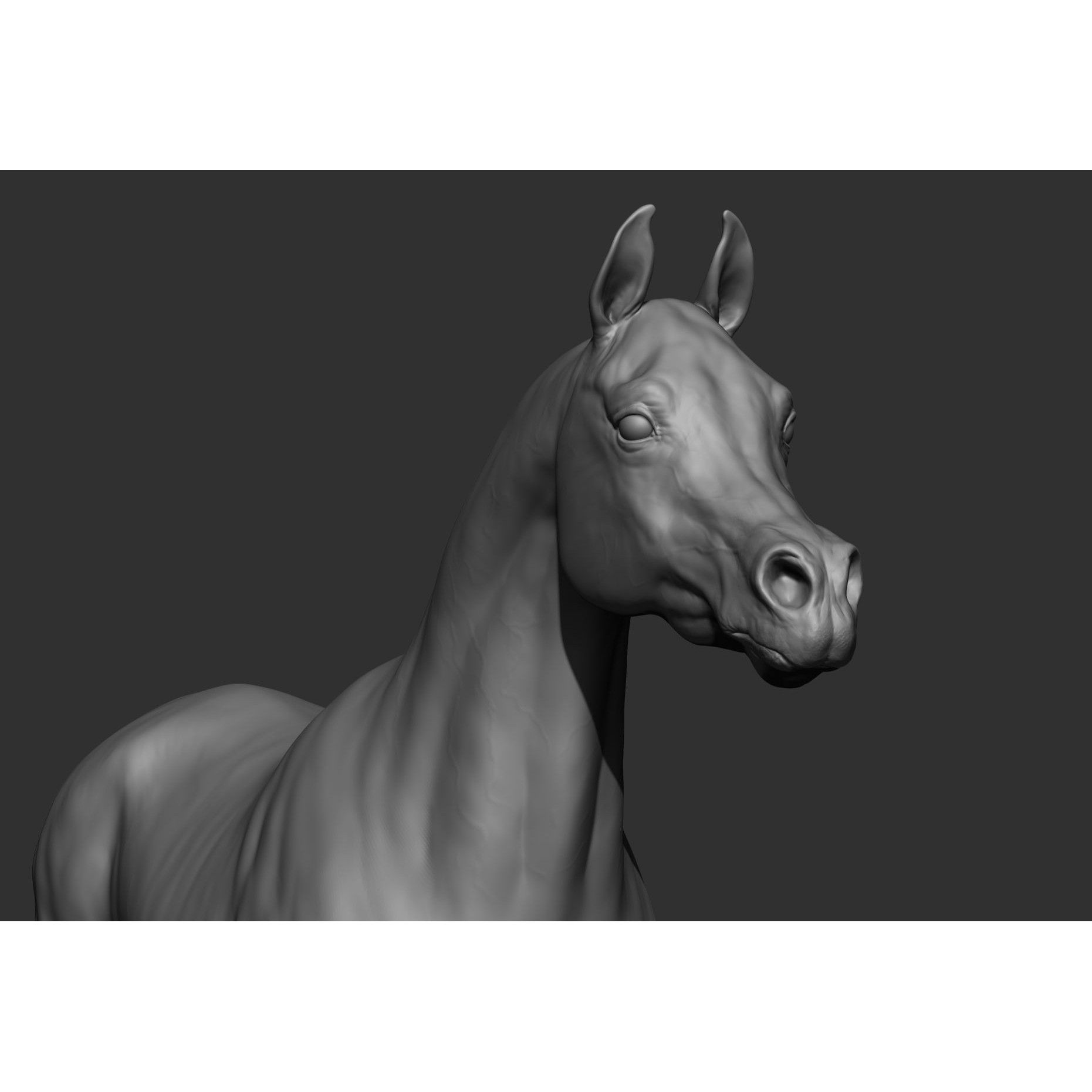6 Horse Types - High-Poly 3D Model - View 30